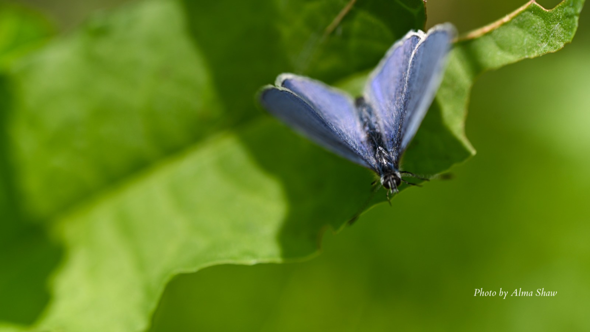 Sonoma Creek Lower Headwaters Wildflower & Nature Hike