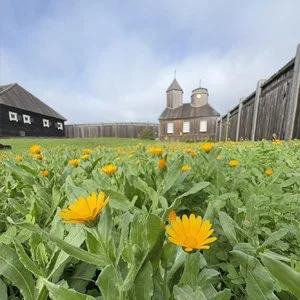 Fort Ross Festival