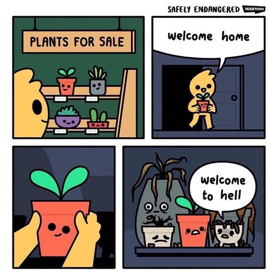 Our plants are lucky to have my wife. 

I'm basically the plant undertaker...