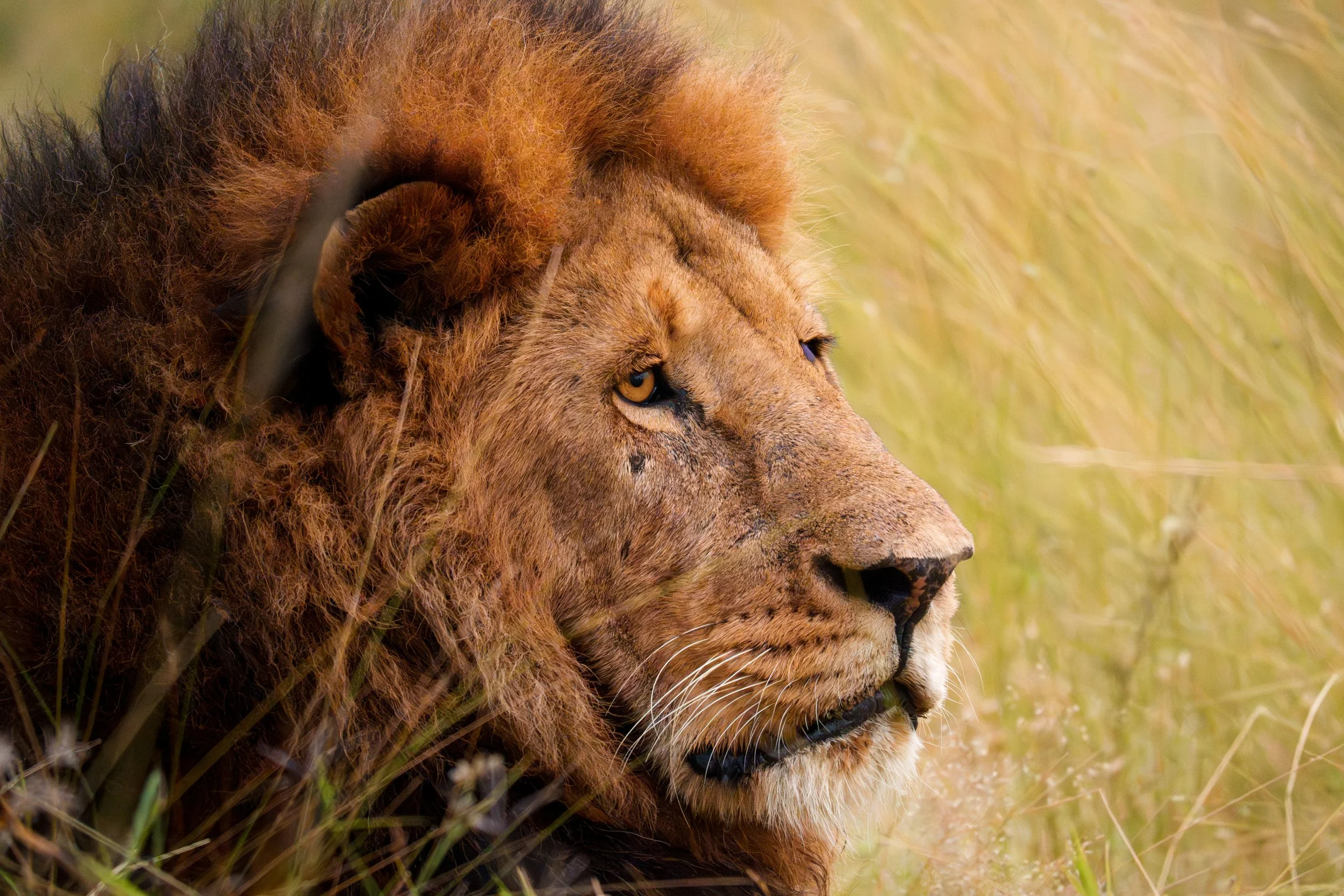 enkewa-safari-camp-masai-mara-kenya-male-lion-portrait-golden-grass-wildlife-photography-38.jpg