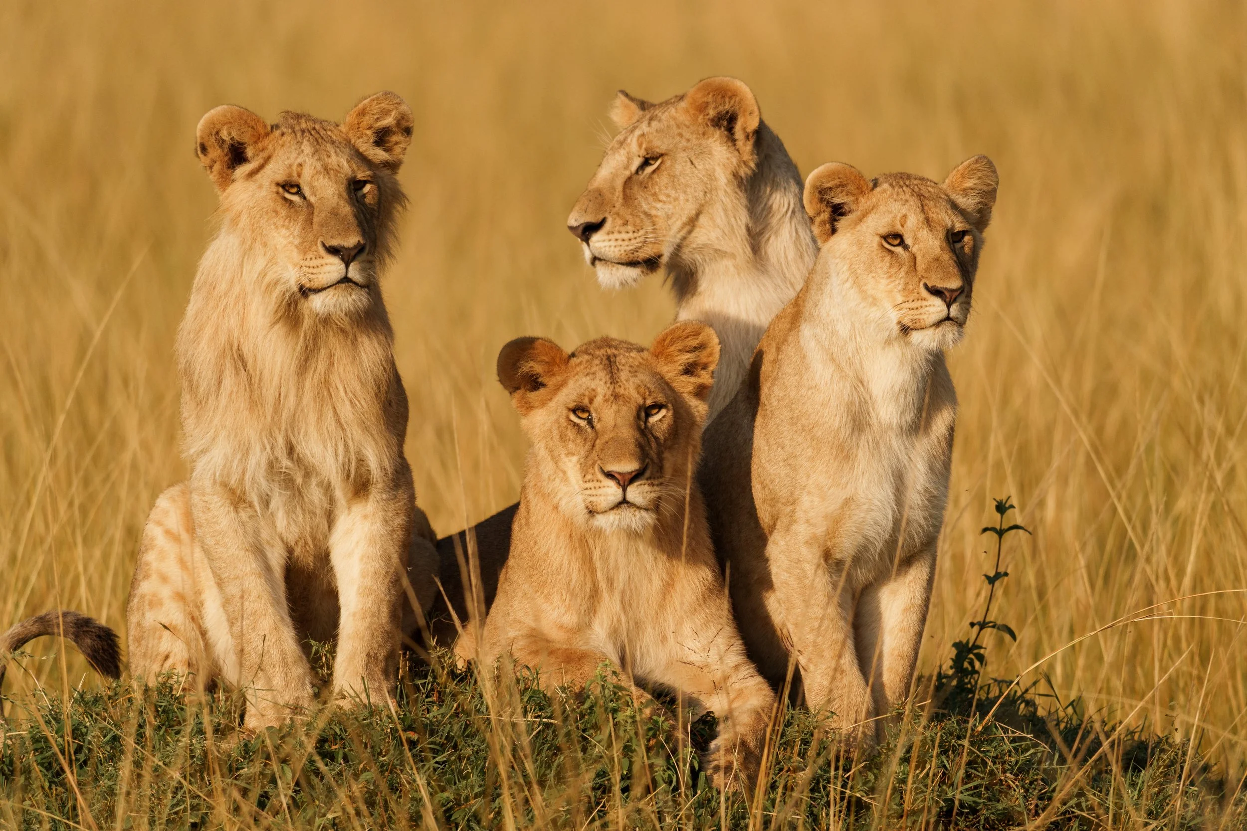 enkewa-safari-camp-masai-mara-kenya-lion-pride-four-golden-grass-wildlife-photography-26.jpg