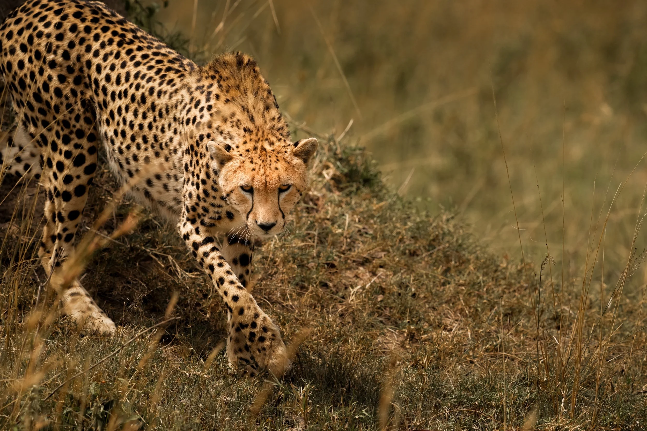 enkewa-safari-camp-masai-mara-kenya-cheetah-walking-golden-grass-wildlife-photography-18.jpg