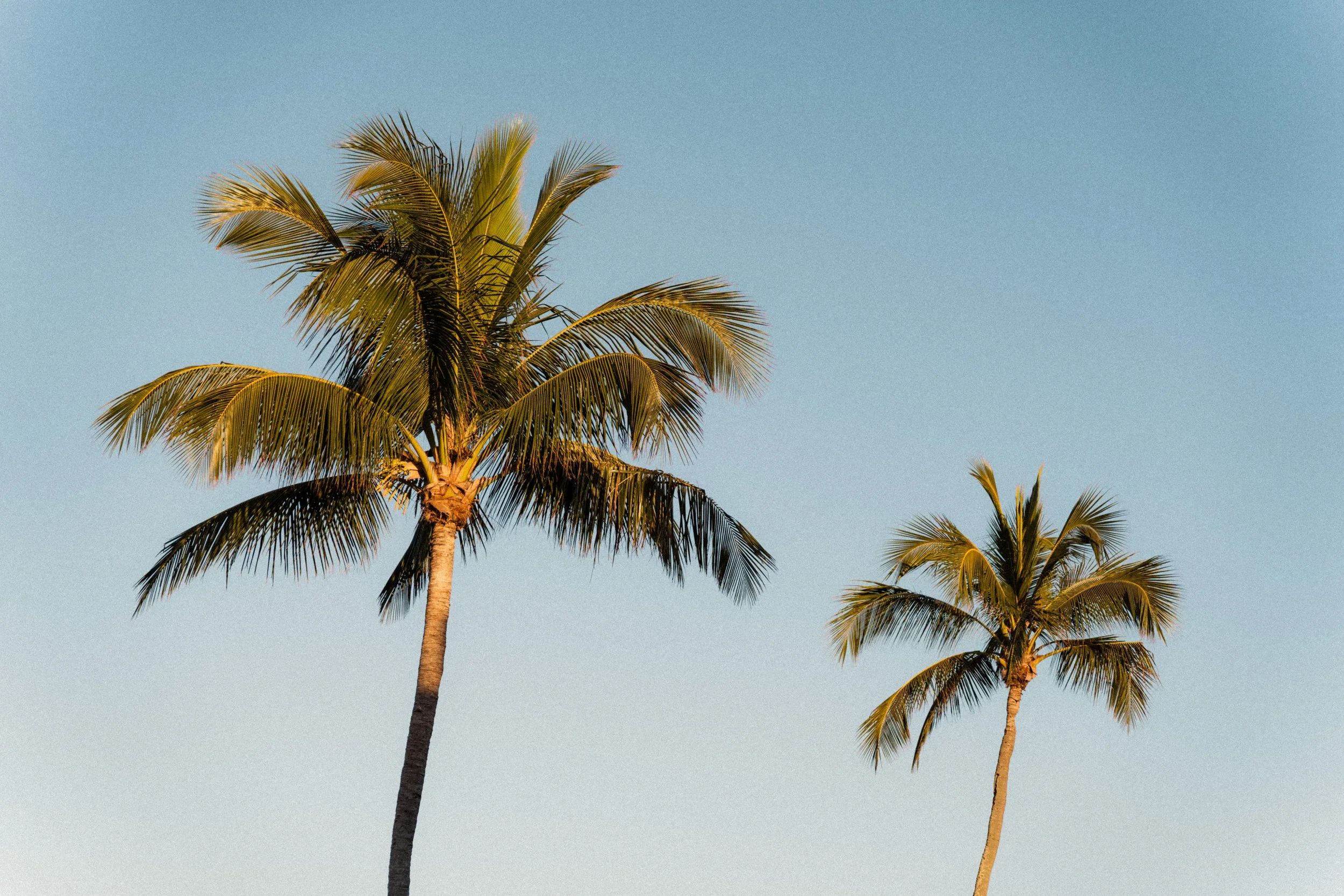 sanibel-island-florida-palm-trees-golden-hour-beach-travel-photography-03.jpg