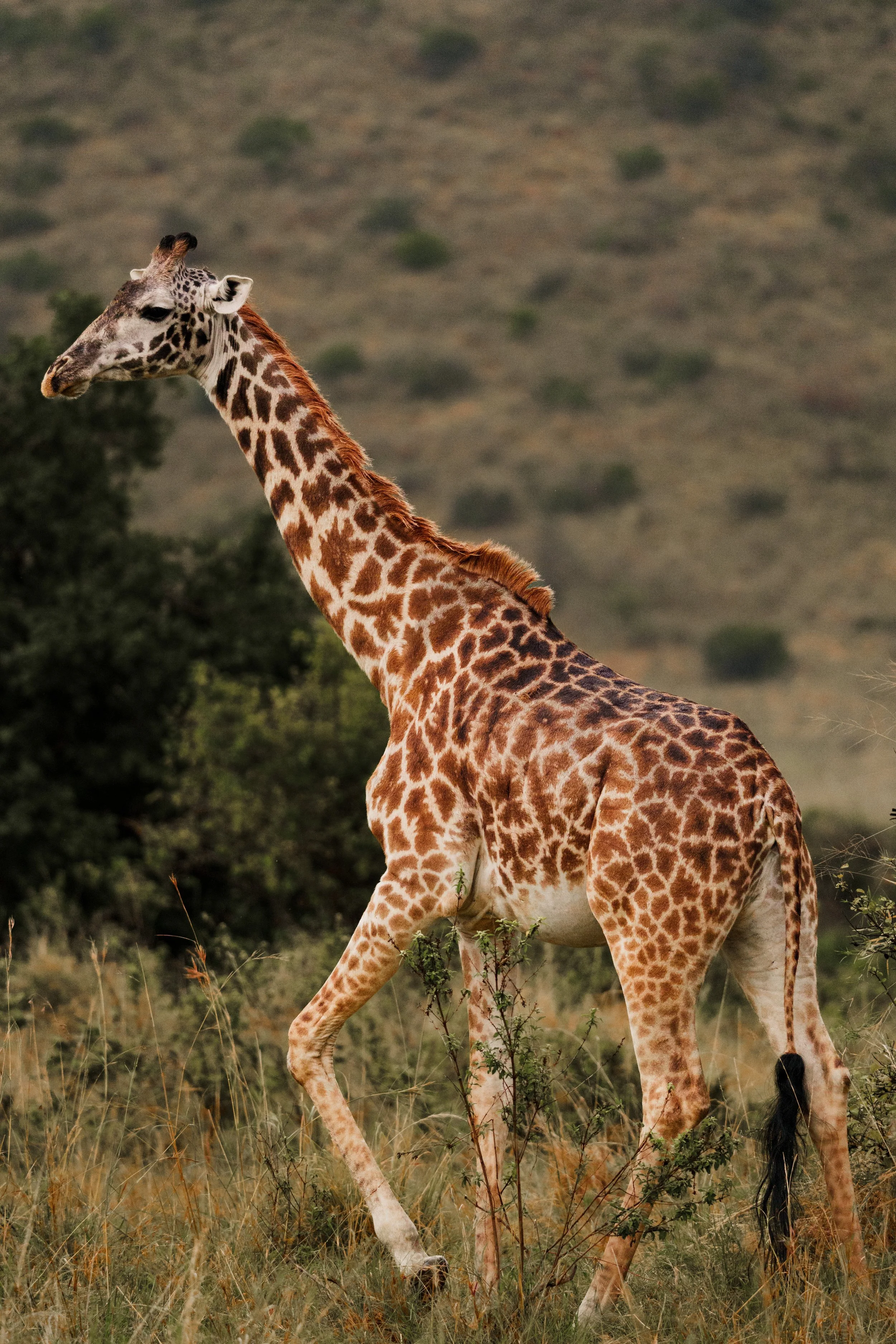 enkewa-safari-camp-masai-mara-kenya-giraffe-walking-bush-savanna-wildlife-photography-30.jpg