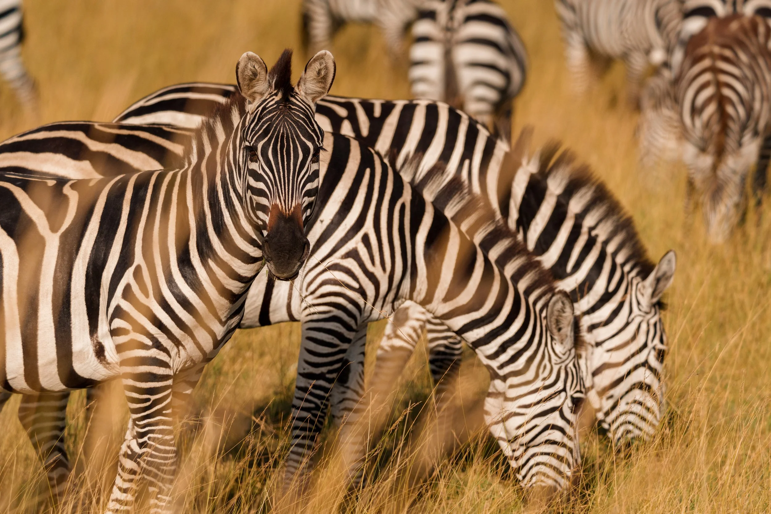 enkewa-safari-camp-masai-mara-kenya-zebra-herd-grazing-golden-grass-wildlife-photography-49.jpg