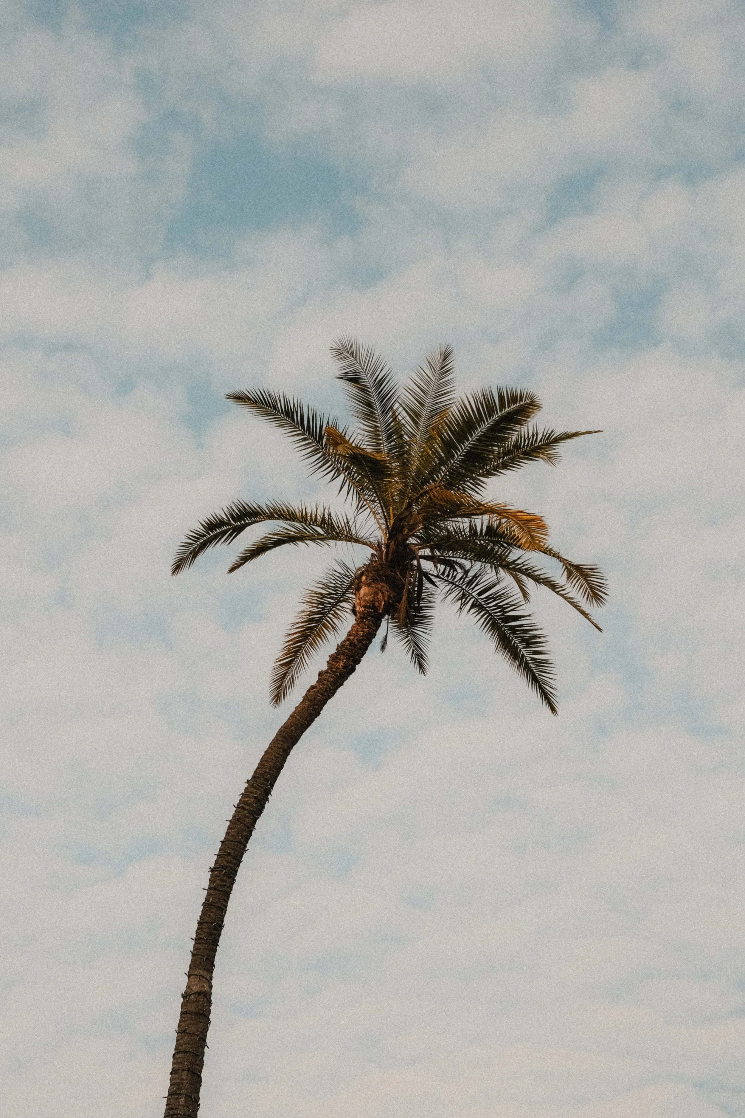 california-palm-tree-blue-sky-summer-travel-photography-06.jpg