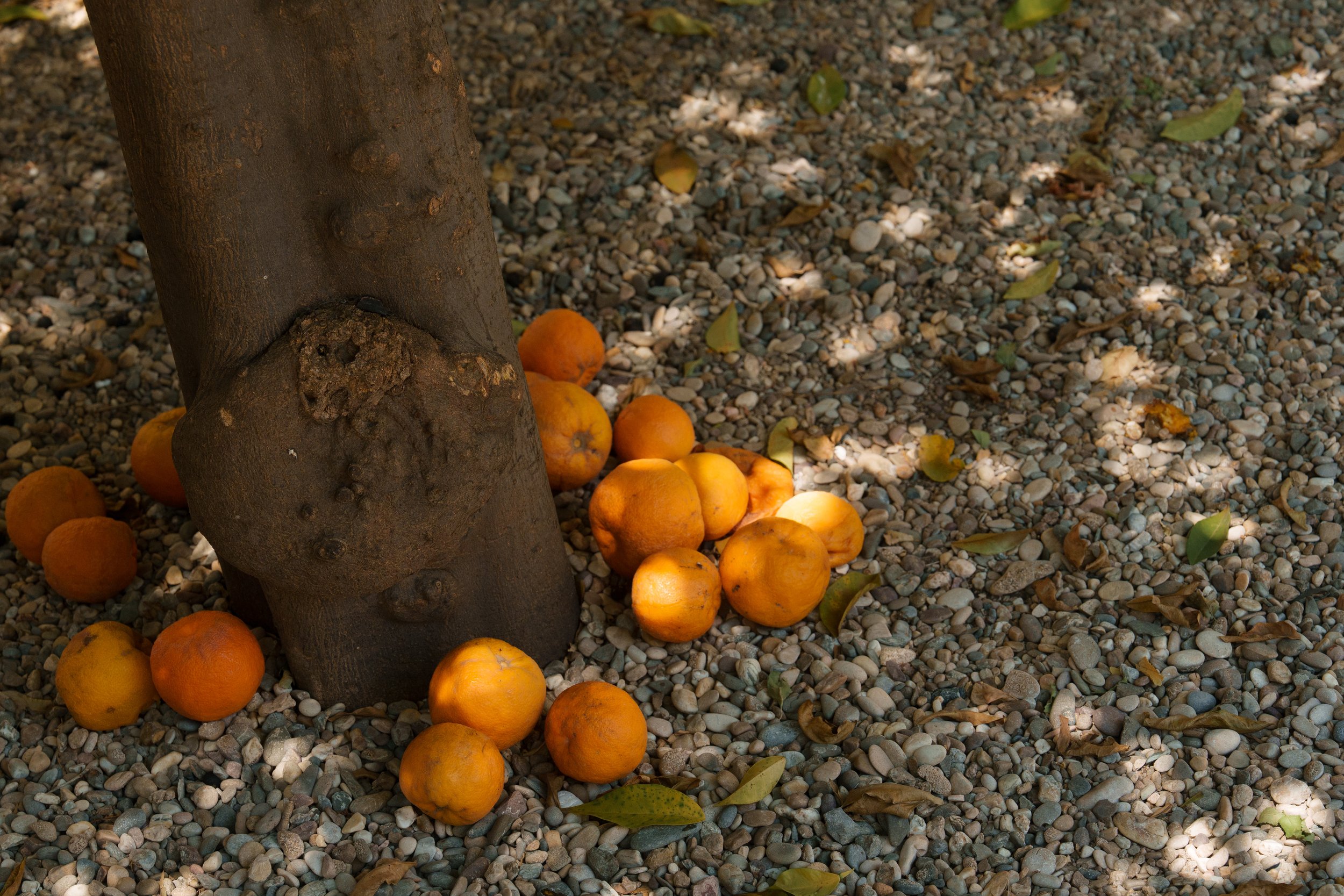 cordoba-orange-tree-fruit-spain.jpg