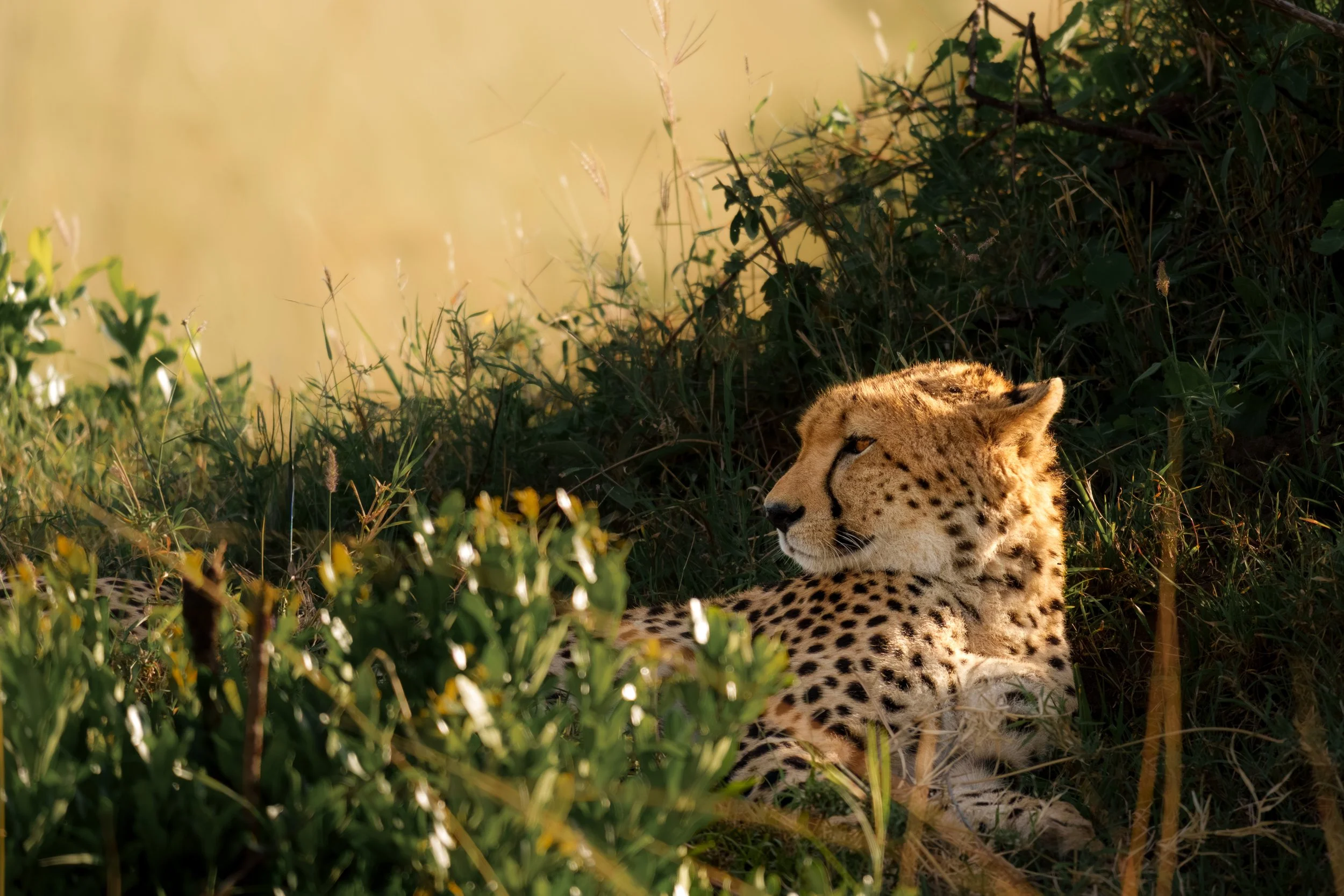 enkewa-safari-camp-masai-mara-kenya-cheetah-resting-grass-golden-morning-light-wildlife-photography-47.jpg