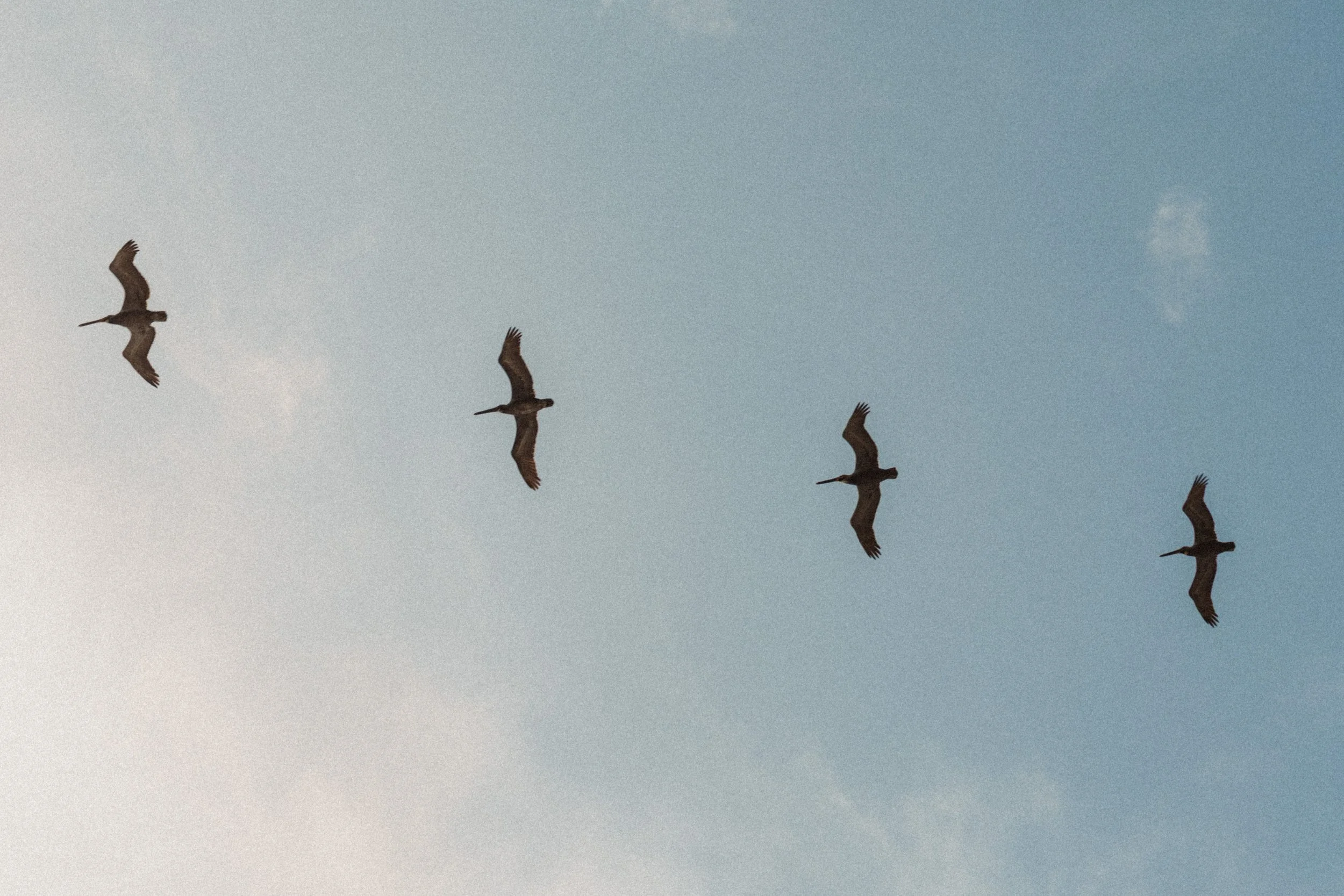 california-pelicans-flying-formation-blue-sky-wildlife-photography-13.jpg