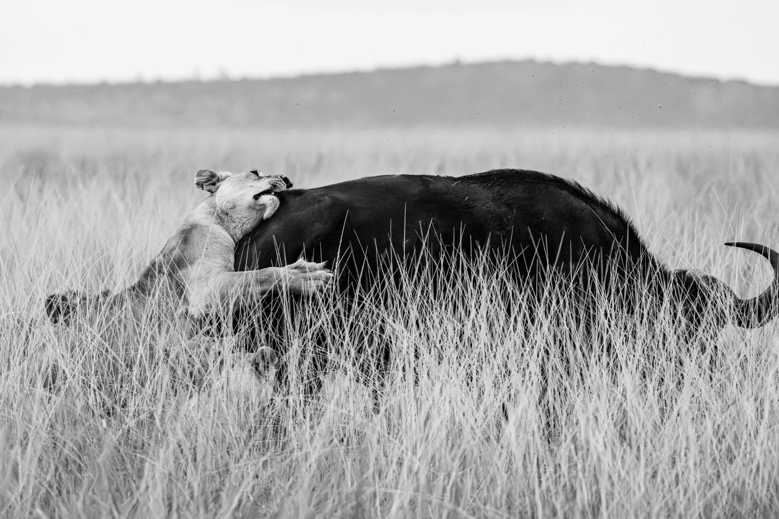 enkewa-safari-camp-masai-mara-kenya-lion-hunting-buffalo-black-white-wildlife-photography-22.jpg