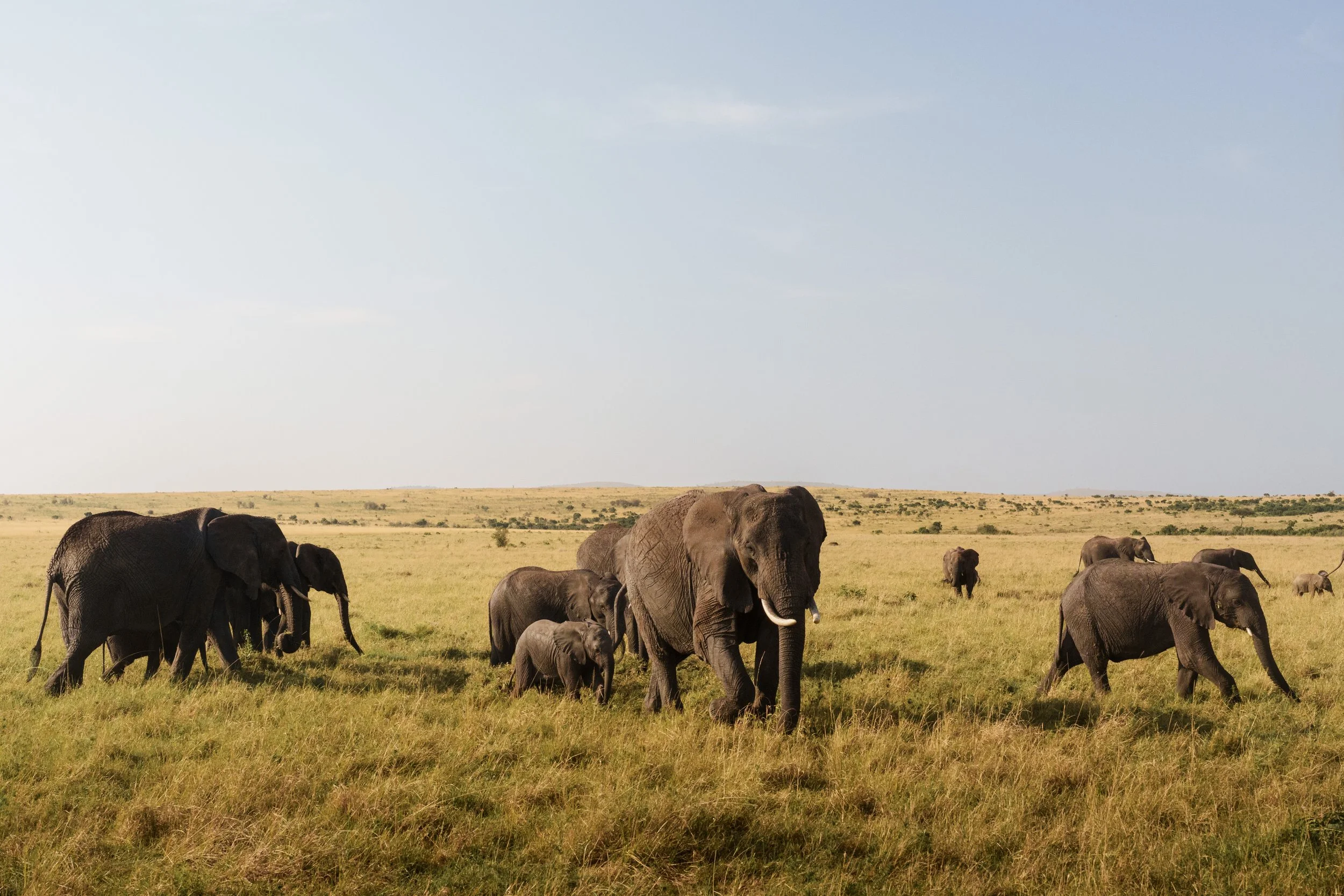 enkewa-safari-camp-masai-mara-kenya-elephant-herd-baby-savanna-wildlife-photography-28.jpg