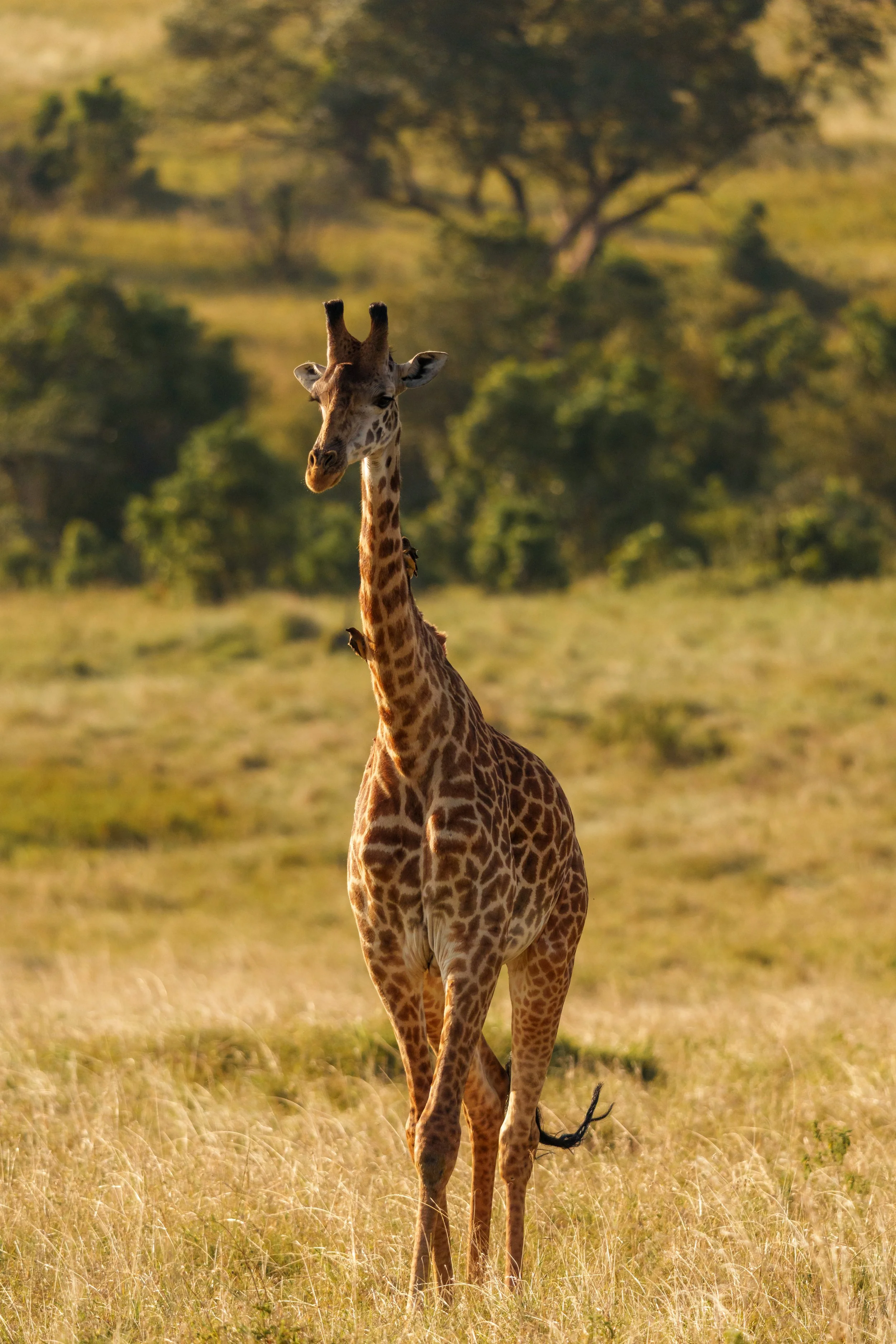 enkewa-safari-camp-masai-mara-kenya-young-giraffe-facing-camera-savanna-golden-hour-wildlife-photography-44.jpg