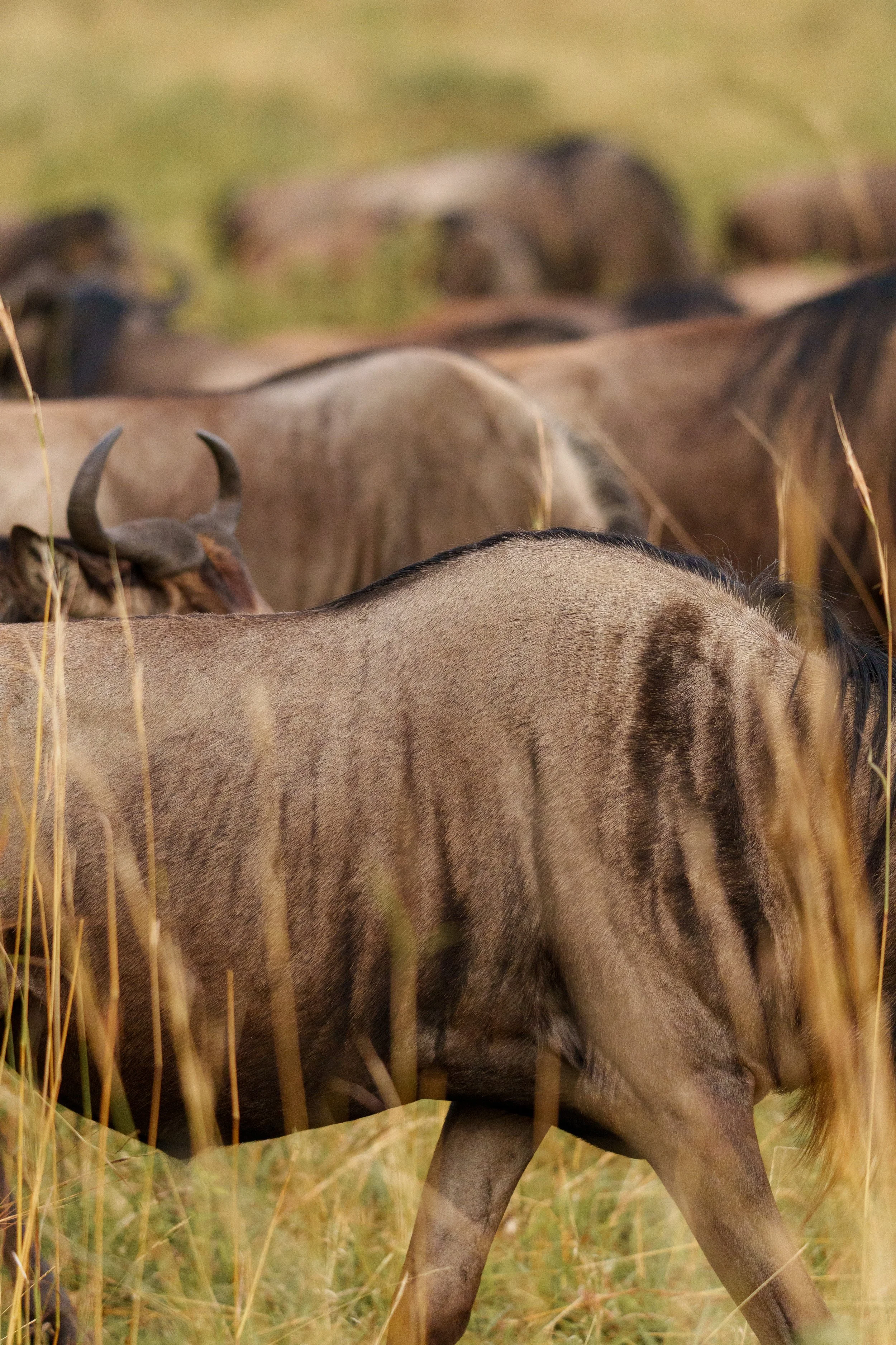 enkewa-safari-camp-masai-mara-kenya-wildebeest-migration-herd-grass-wildlife-photography-34.jpg