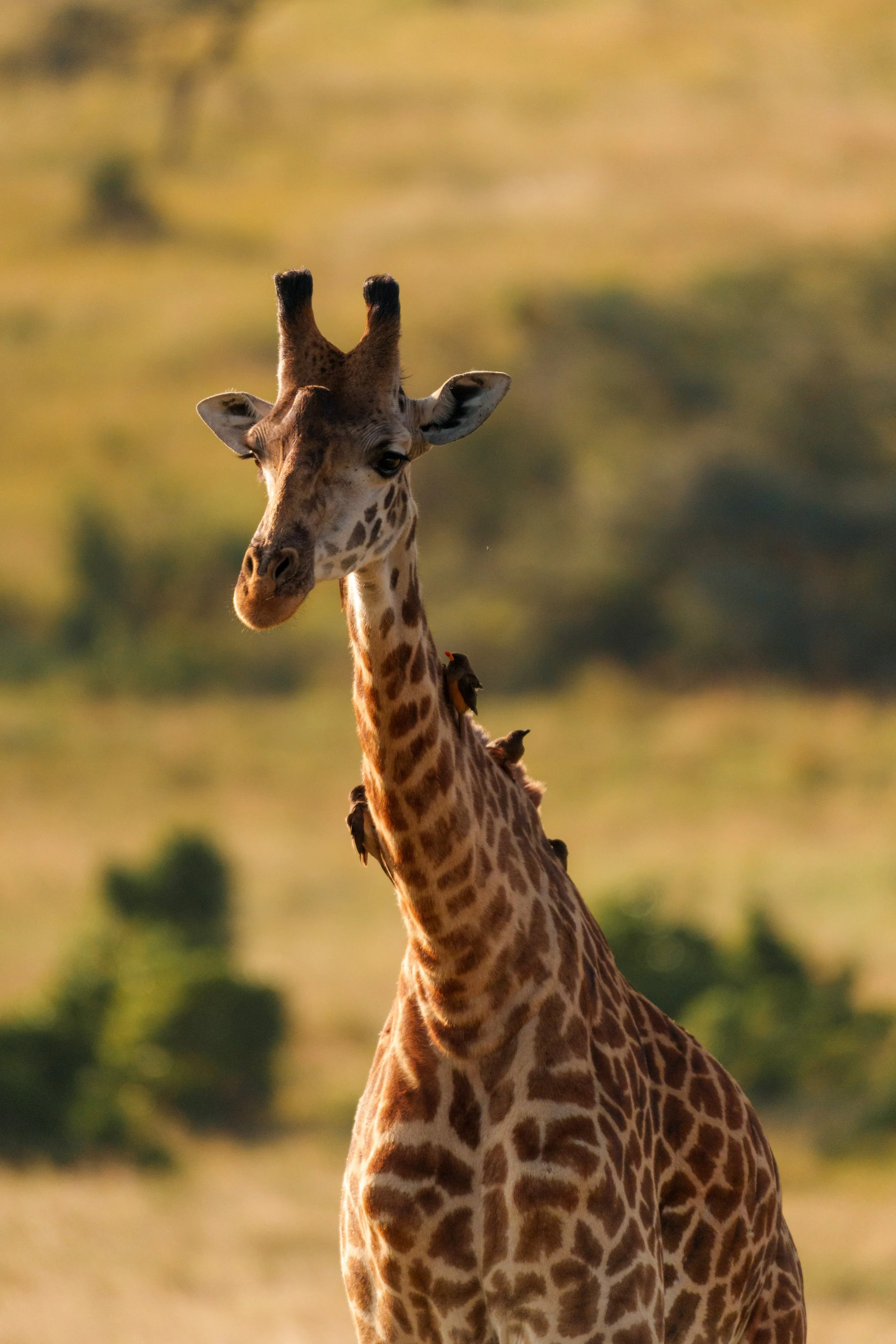 enkewa-safari-camp-masai-mara-kenya-giraffe-oxpecker-birds-neck-golden-hour-wildlife-photography-45.jpg