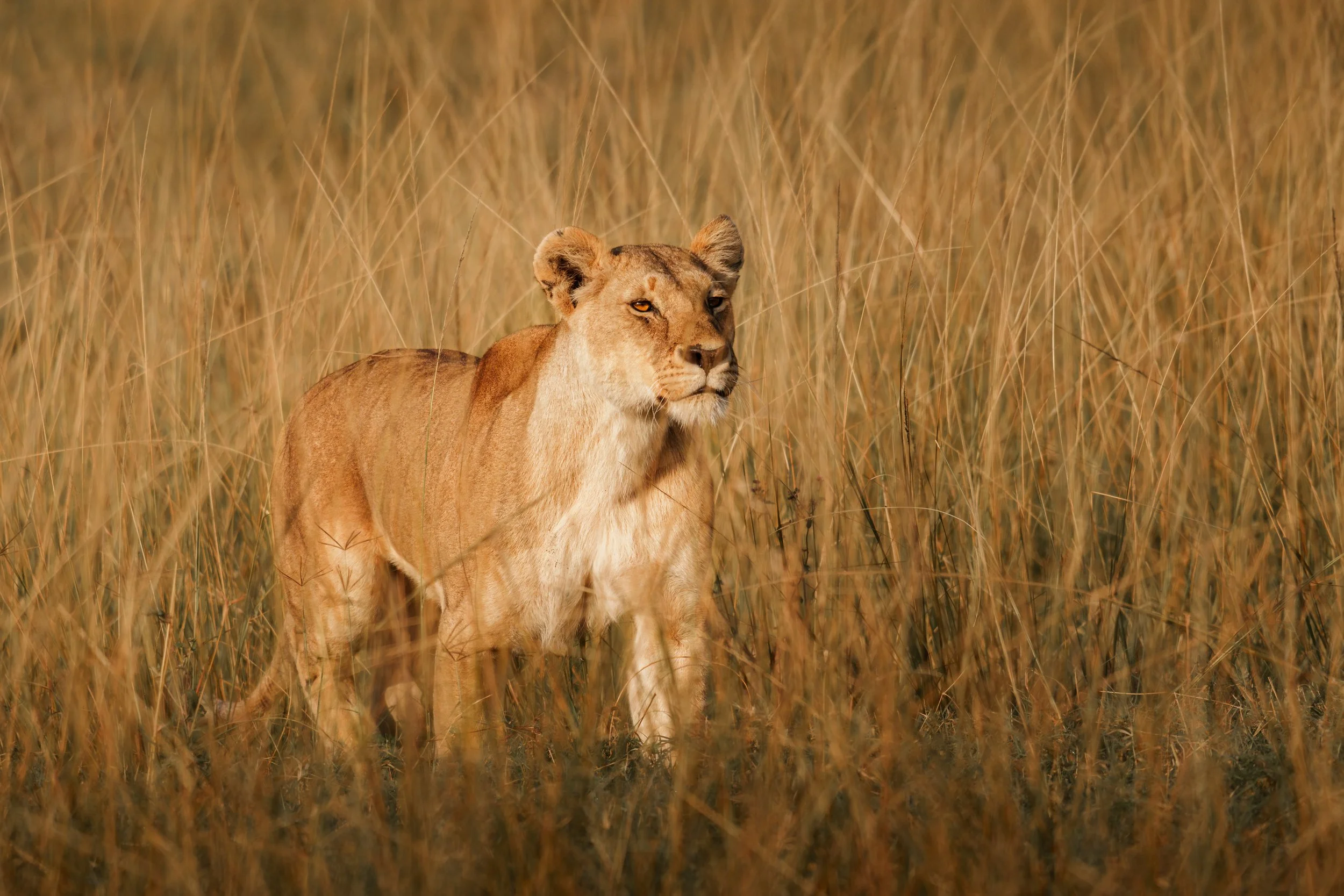 enkewa-safari-camp-masai-mara-kenya-lioness-standing-golden-savanna-grass-wildlife-photography-23.jpg