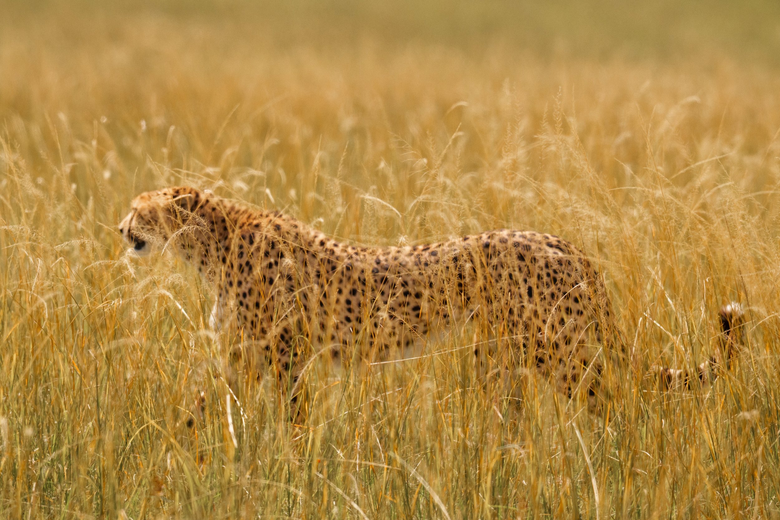 enkewa-safari-camp-masai-mara-kenya-cheetah-walking-tall-golden-grass-wildlife-photography-40.jpg