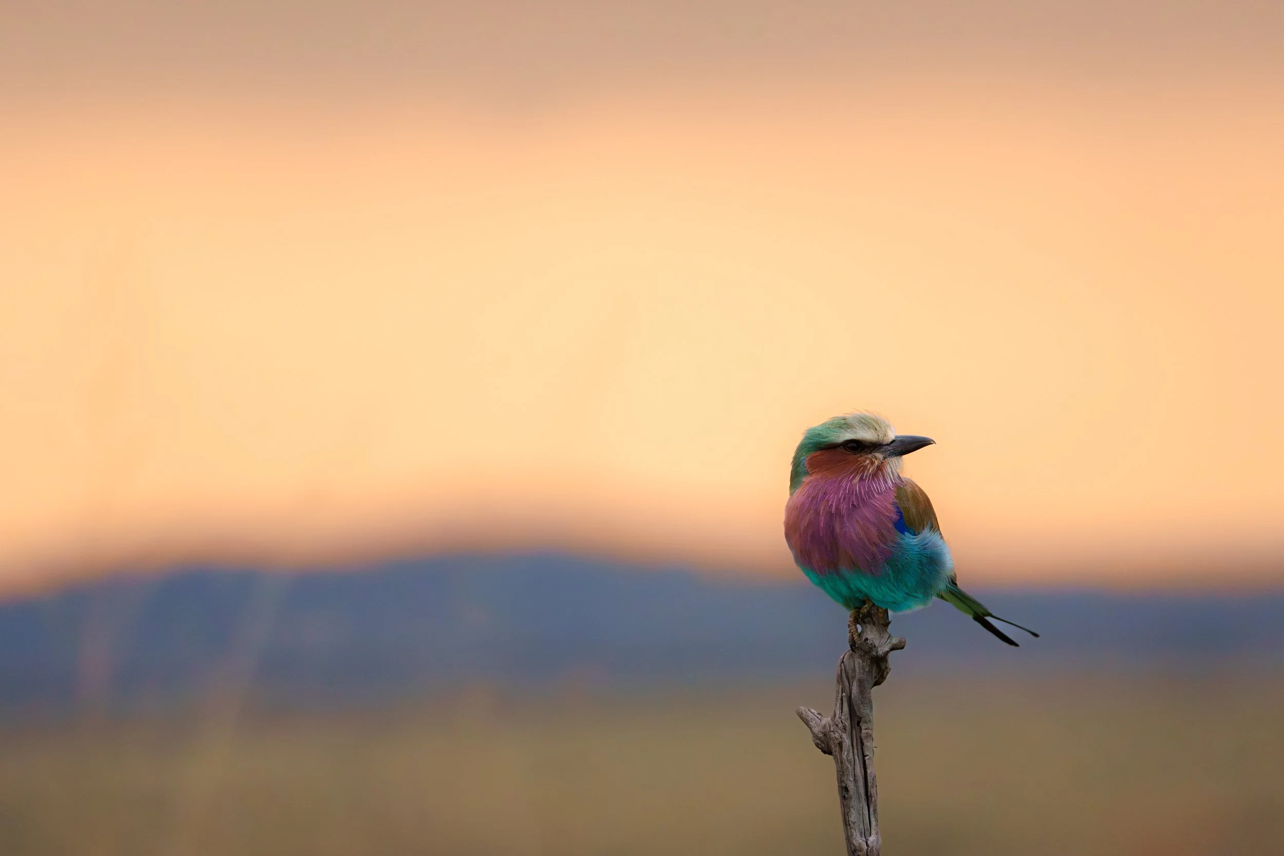 enkewa-safari-camp-masai-mara-kenya-lilac-breasted-roller-bird-sunset-wildlife-photography-36.jpg