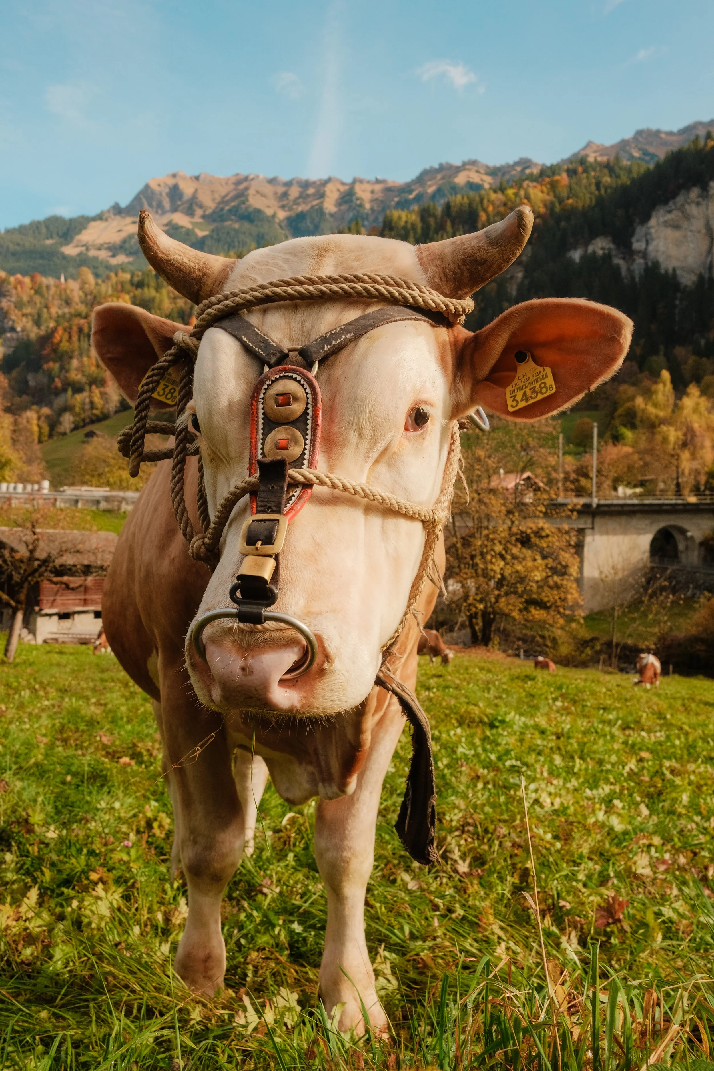 switzerland-alpine-cow-cowbell-traditional-mountain-travel-photography-22.jpg