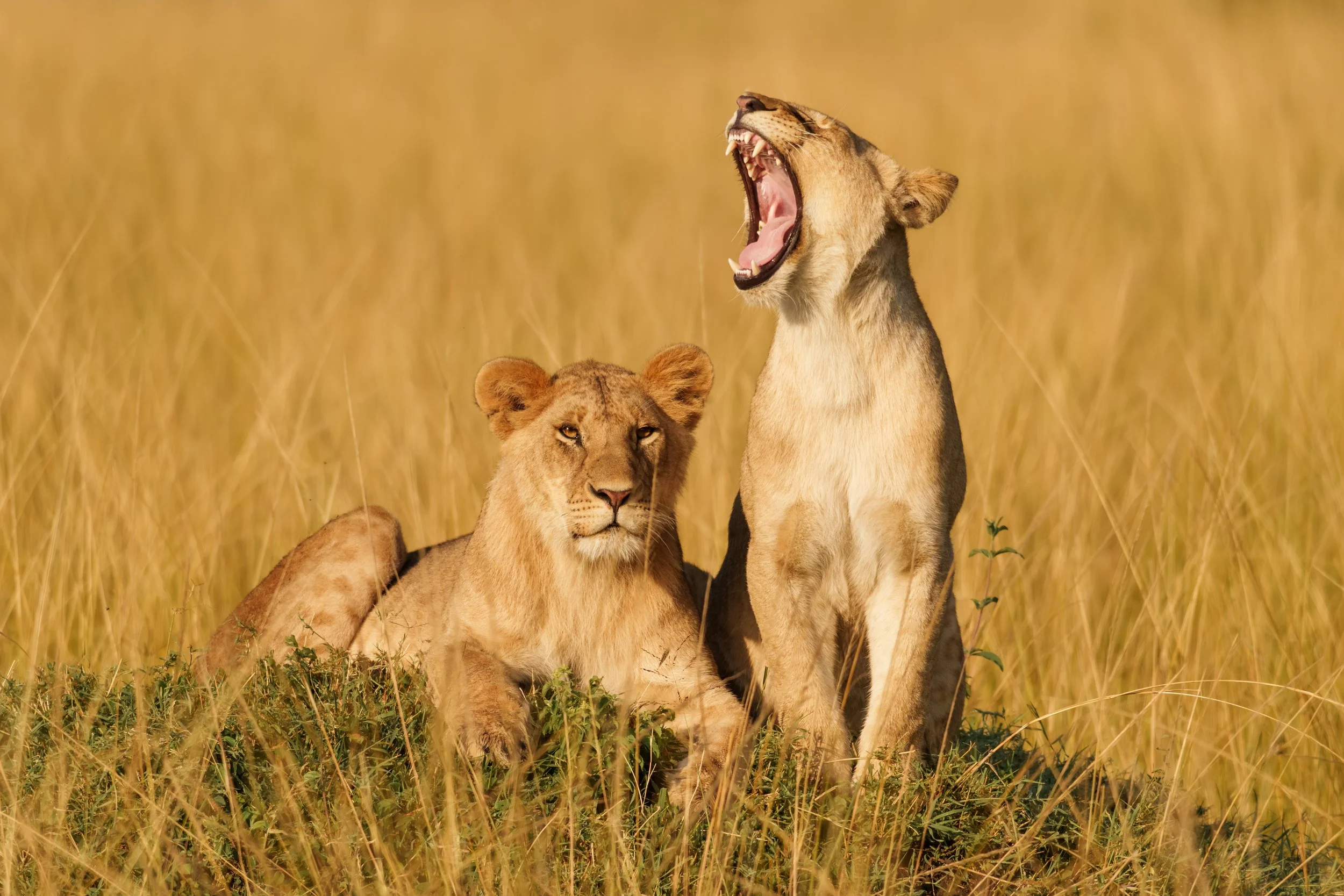 enkewa-safari-camp-masai-mara-kenya-two-lions-yawning-golden-grass-wildlife-photography-27.jpg