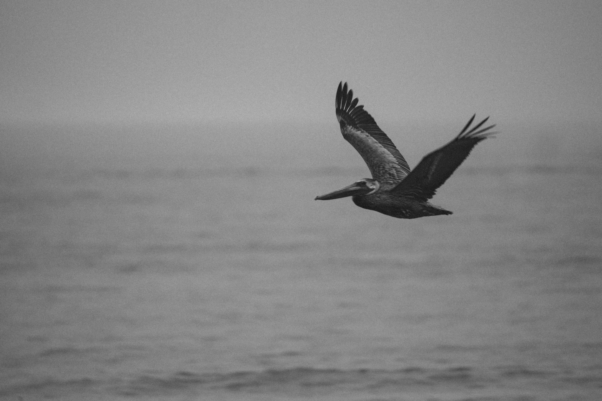 sanibel-island-florida-pelican-flying-ocean-wildlife-photography-04.jpg