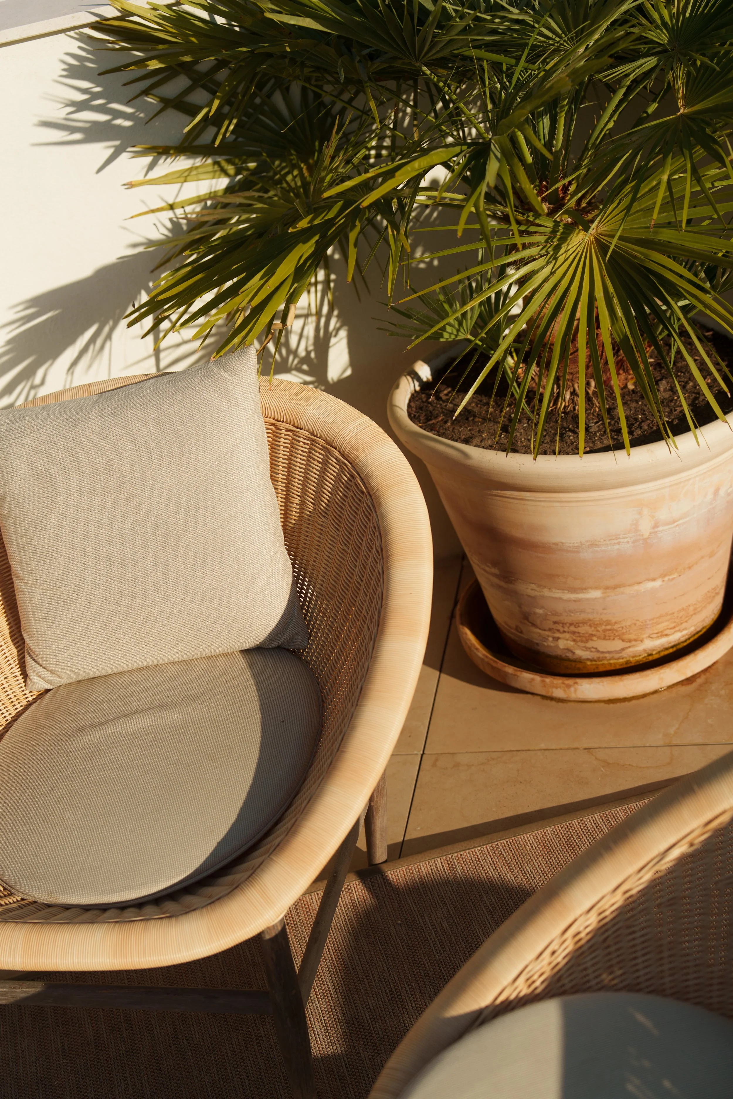 terrace-potted-palm-detail-h10-palacio-colomera.jpg