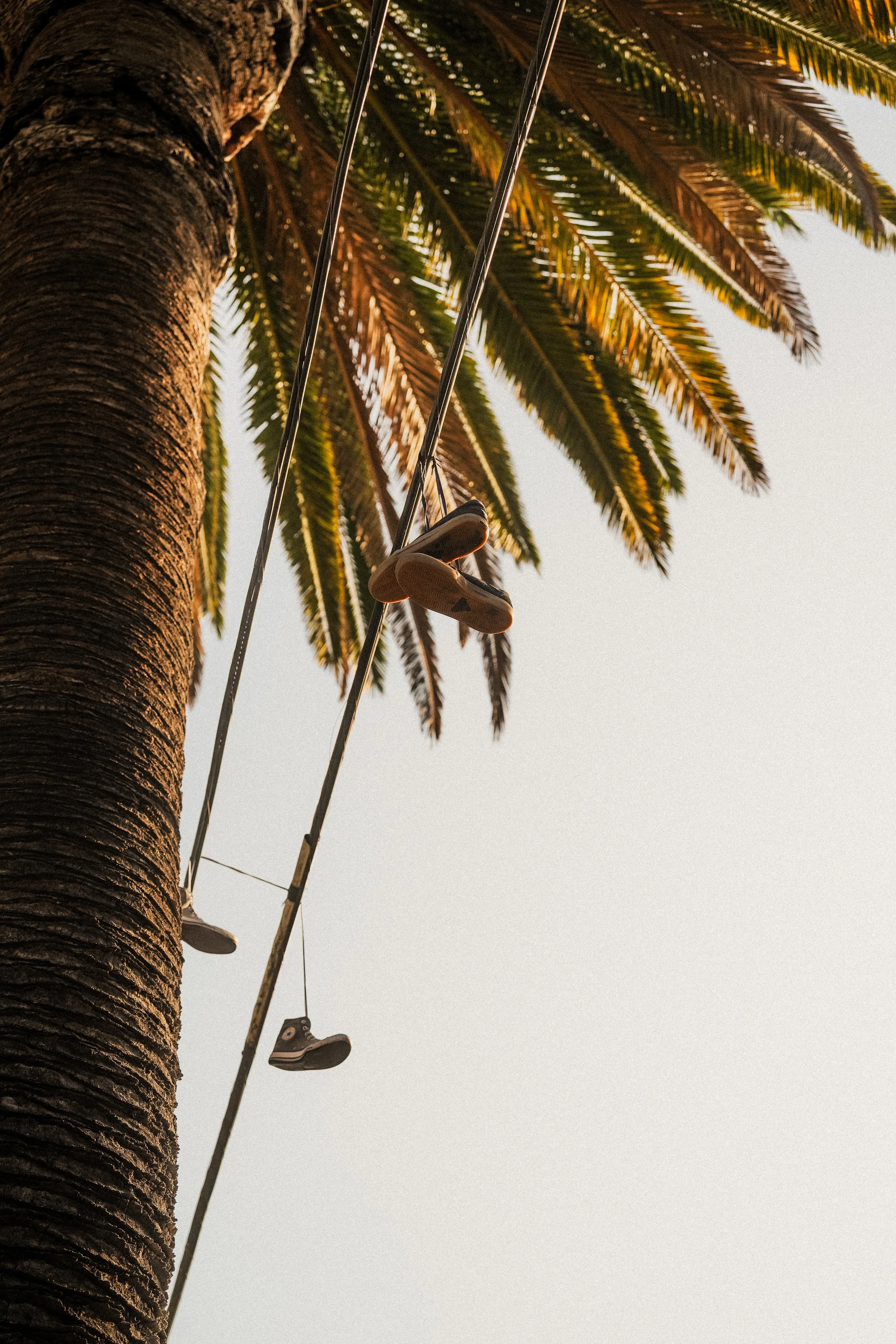 california-palm-tree-shoes-wire-street-photography-11.jpg