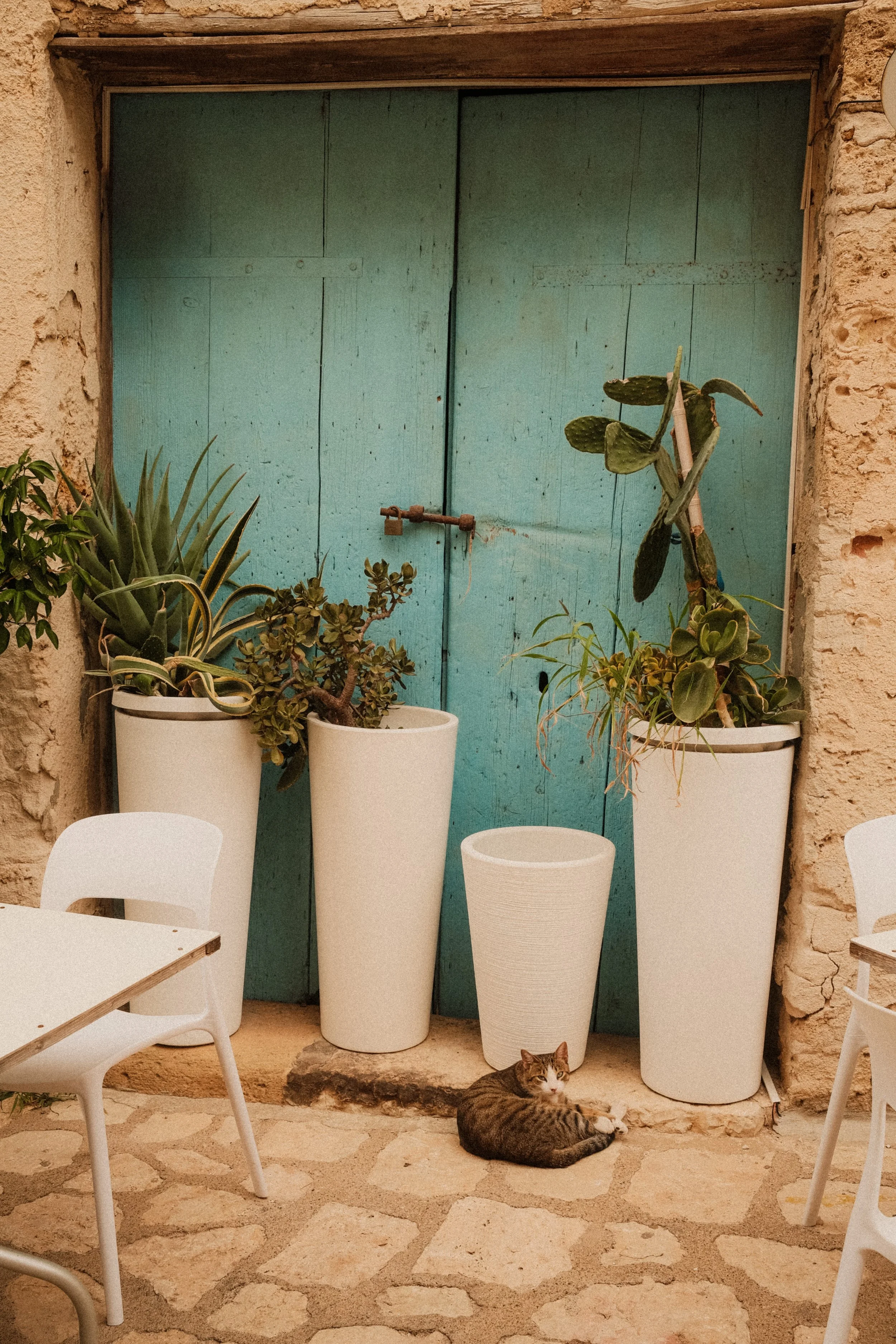 sicily-turquoise-door-cacti-cat-mediterranean-travel-photography-16.jpg