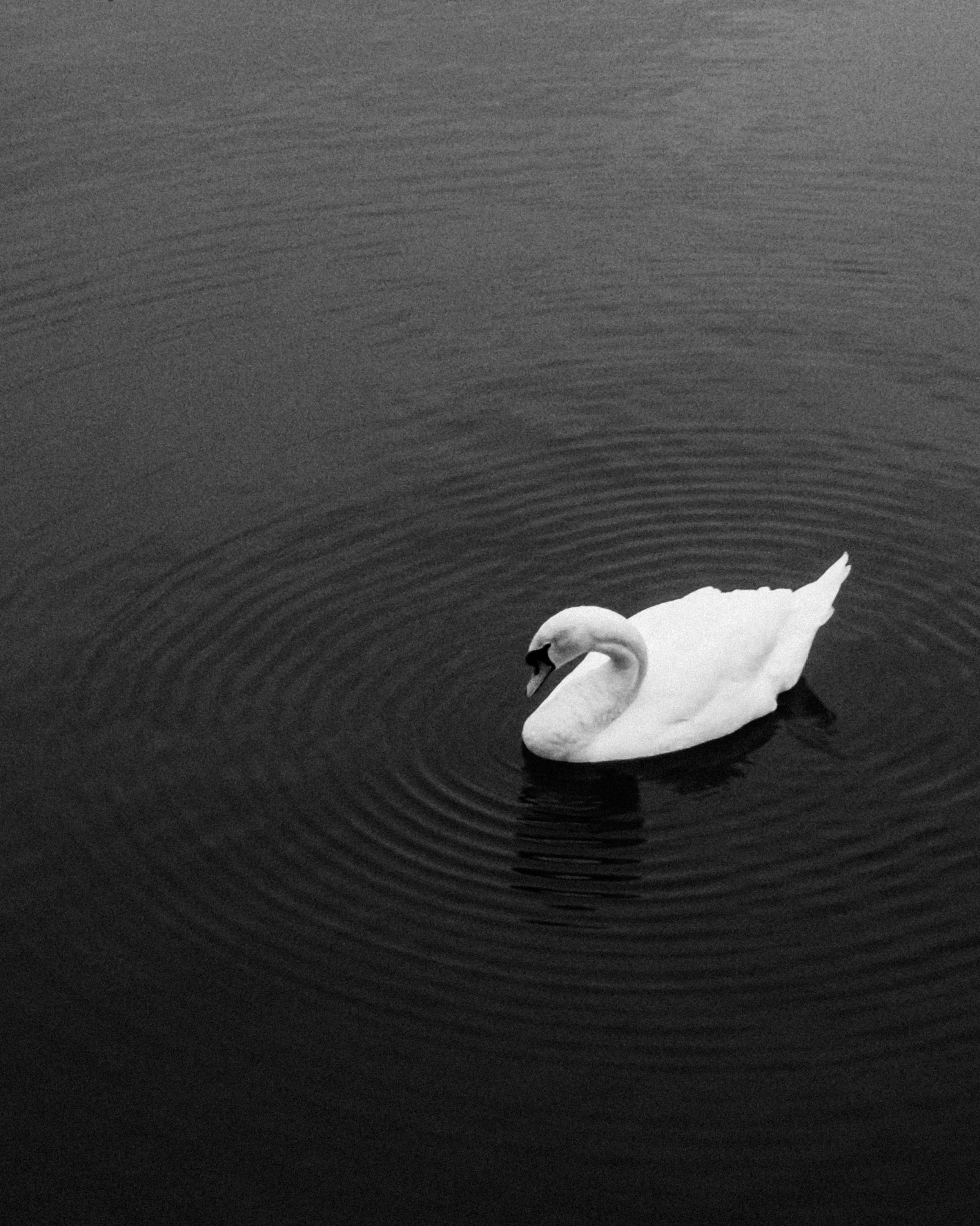 switzerland-lake-swan-black-white-photography-40.jpg