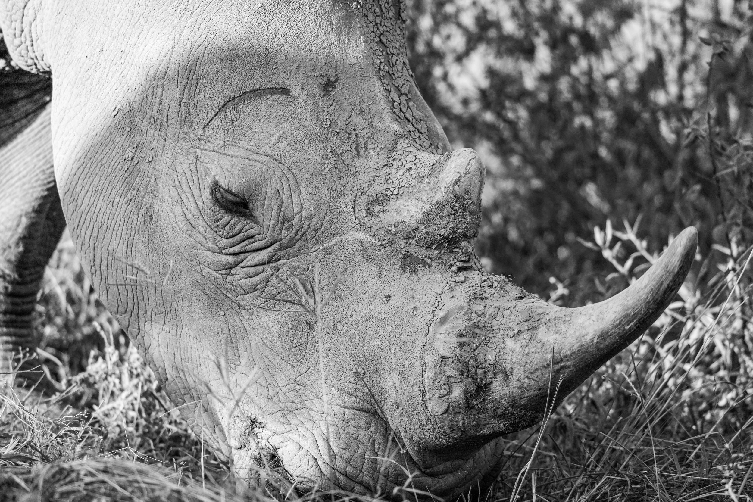 enkewa-safari-camp-masai-mara-kenya-white-rhino-close-up-black-white-wildlife-photography-15.jpg