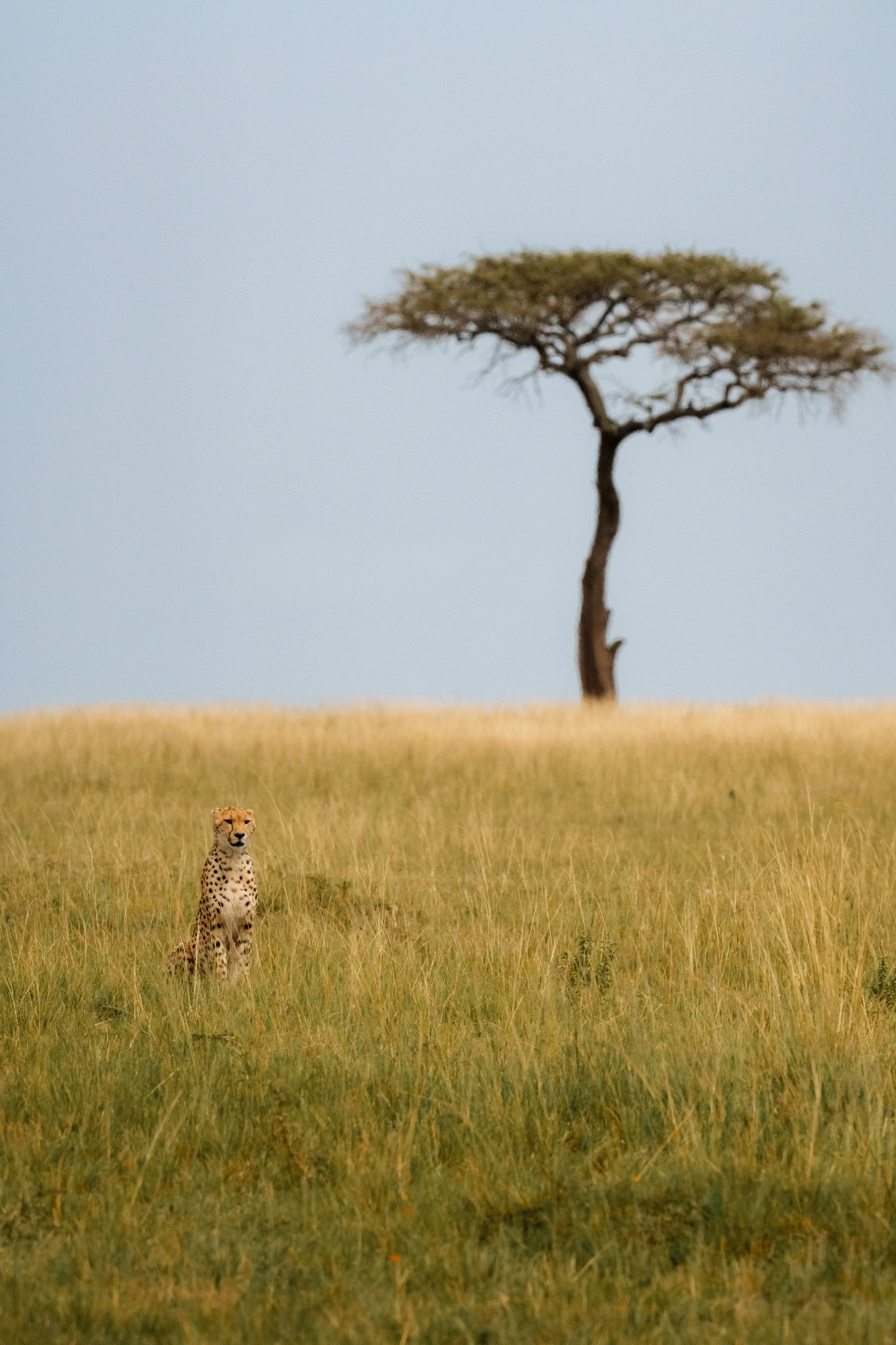enkewa-safari-camp-masai-mara-kenya-cheetah-sitting-savanna-lone-acacia-tree-wildlife-photography-42.jpg