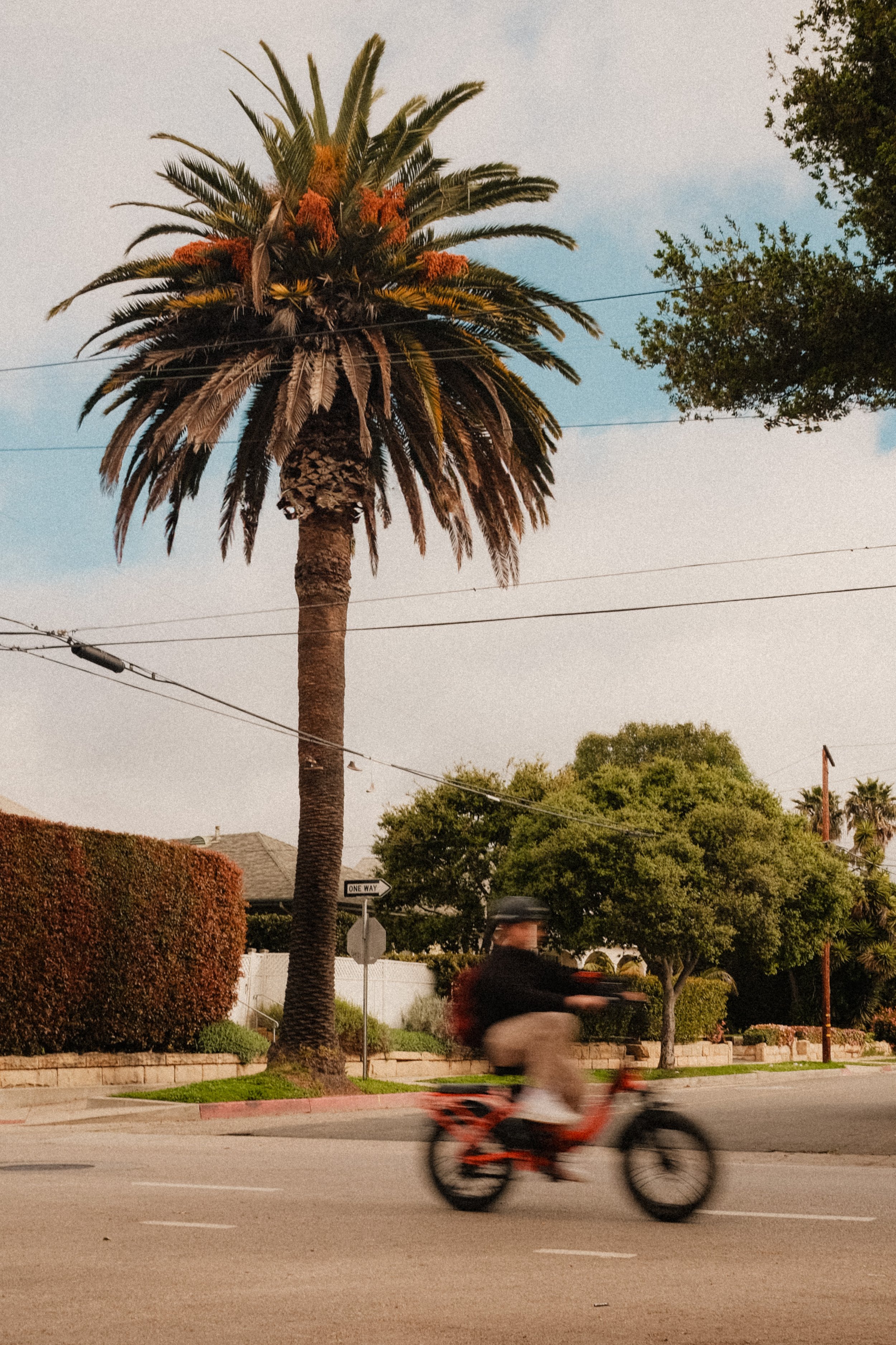 los-angeles-california-palm-tree-cyclist-street-travel-photography-01.jpg