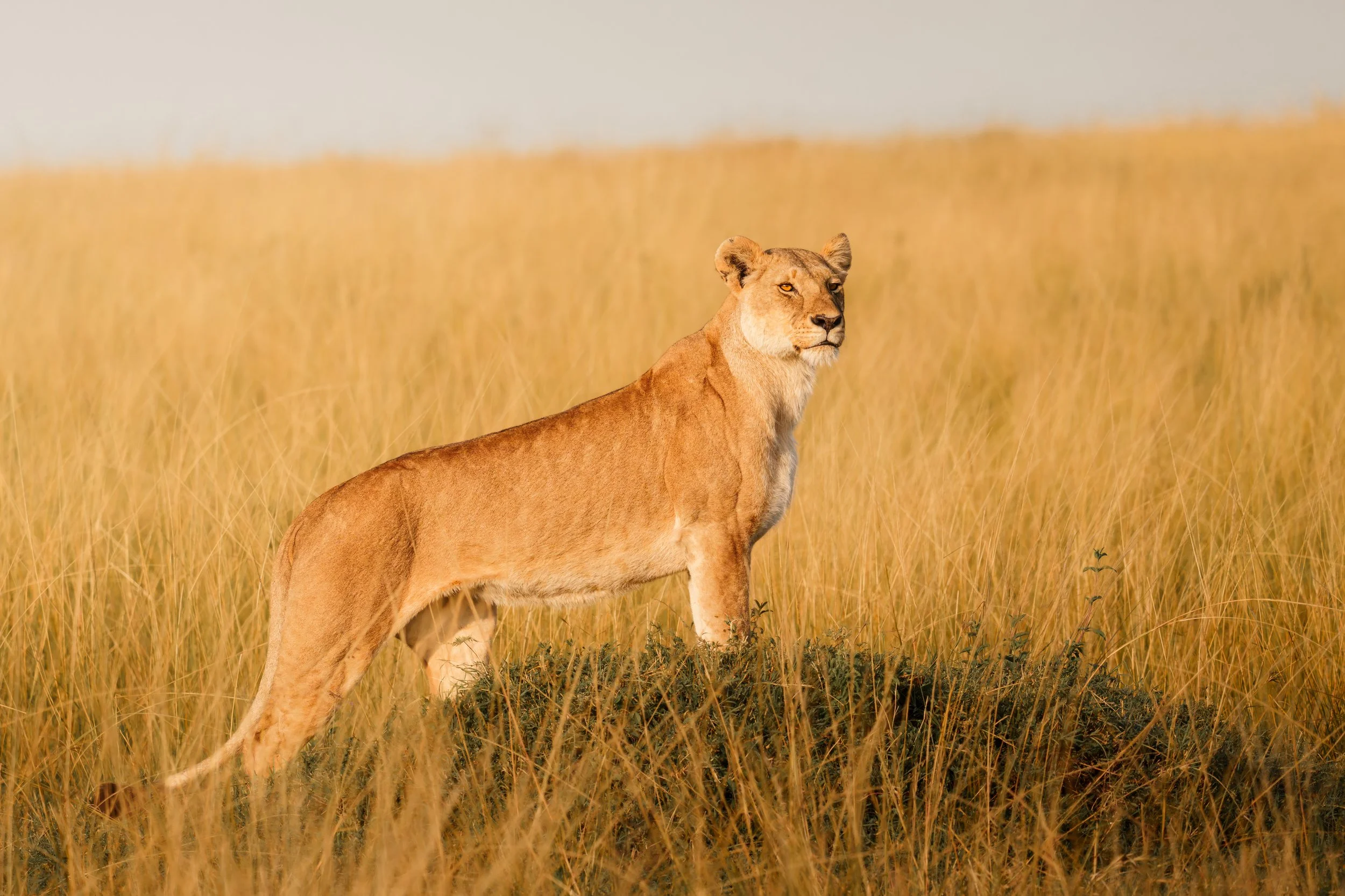 enkewa-safari-camp-masai-mara-kenya-lioness-alert-golden-grass-profile-wildlife-photography-24.jpg