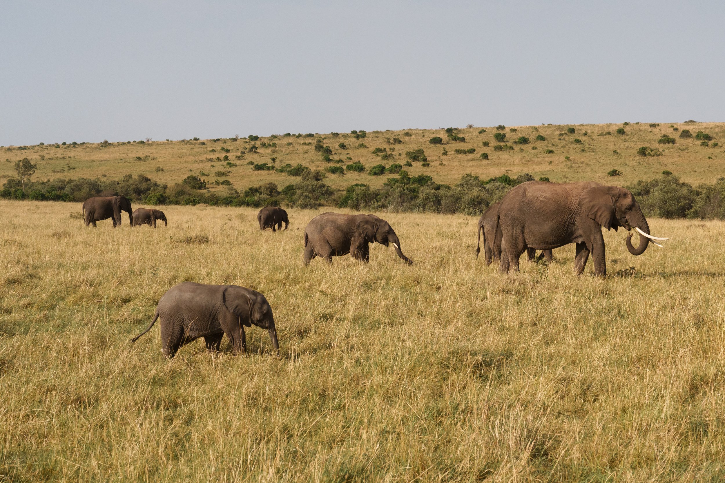 enkewa-safari-camp-masai-mara-kenya-elephant-herd-calf-savanna-landscape-wildlife-photography-29.jpg