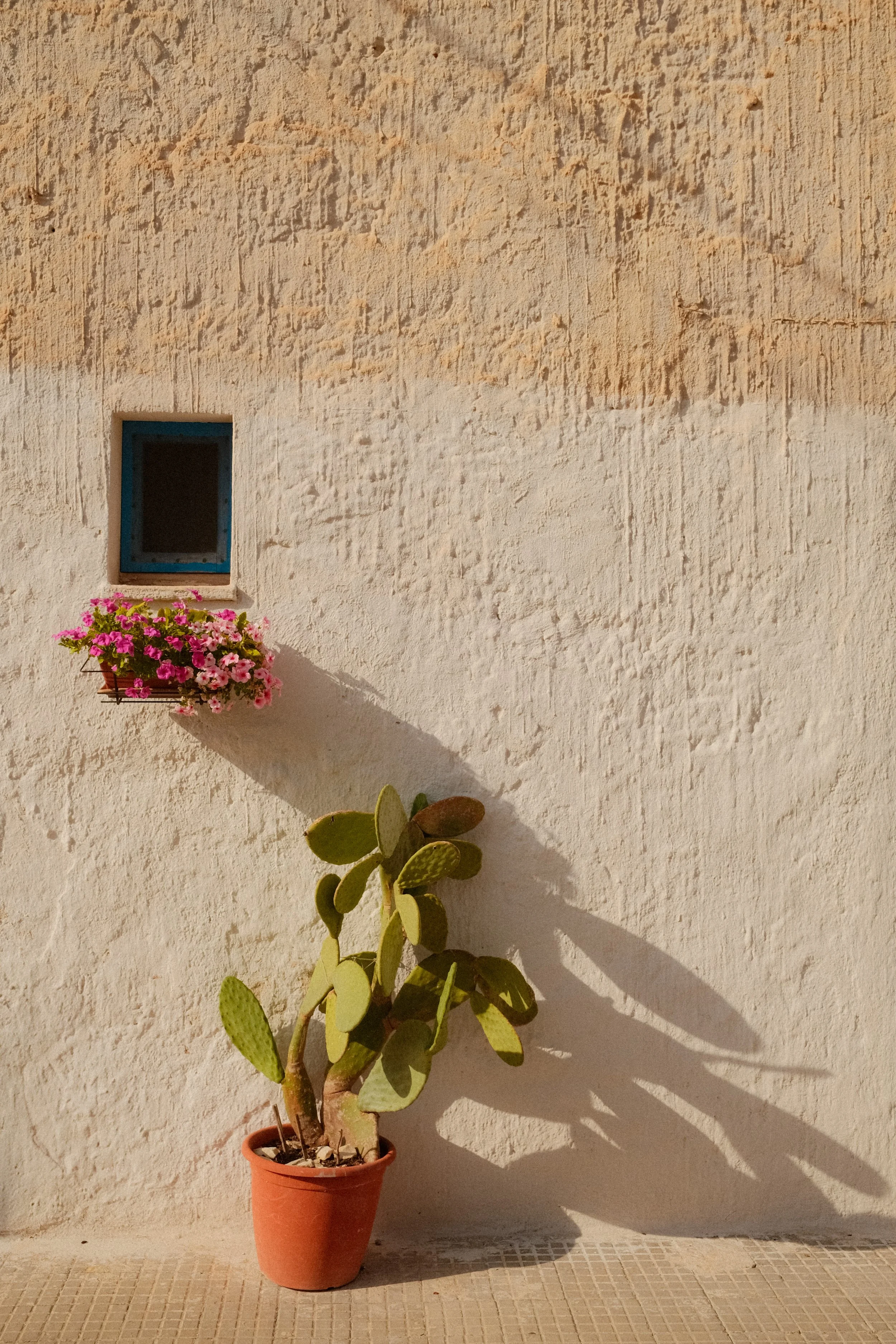 sicily-whitewashed-wall-cactus-flowers-mediterranean-travel-photography-06.jpg
