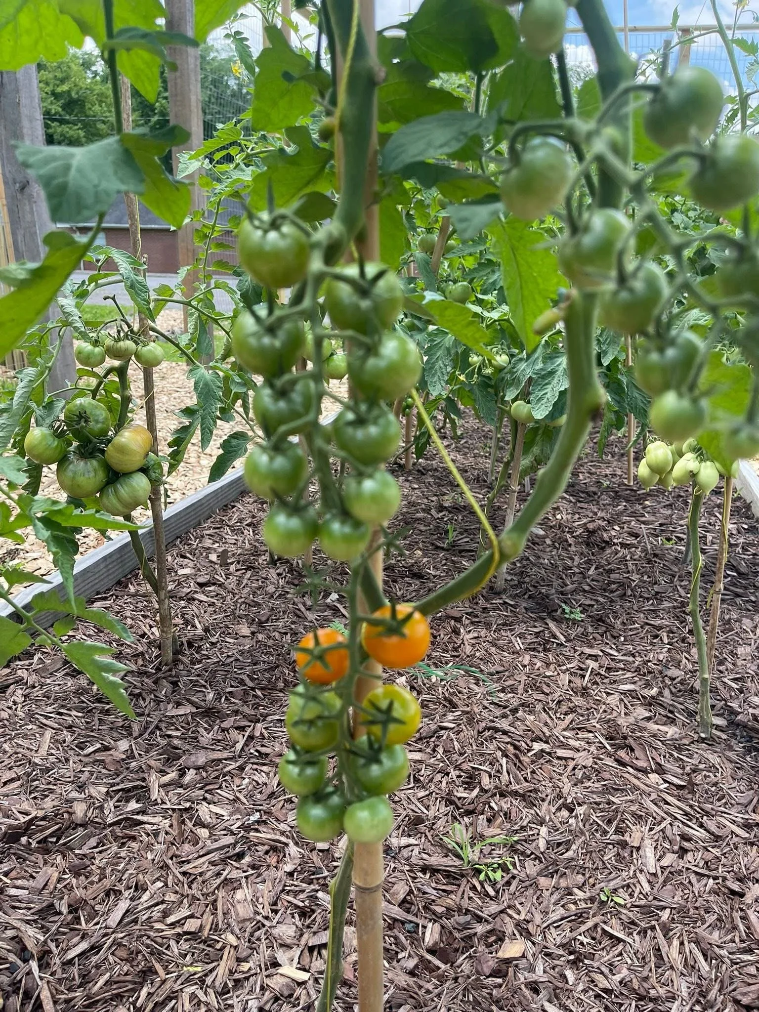 Picture taken in the Westview Community Garden at Westview Baptist Church in Kingston Springs, TN