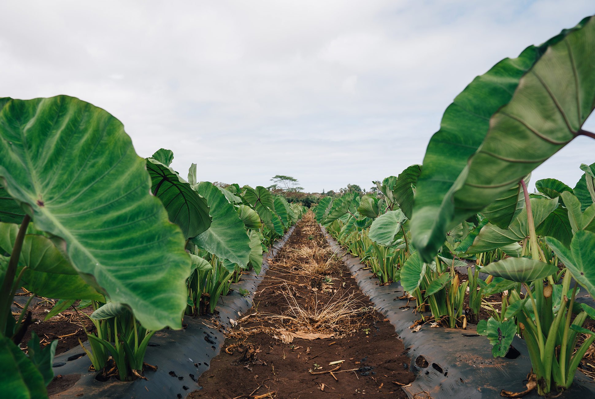 rows of vegetables