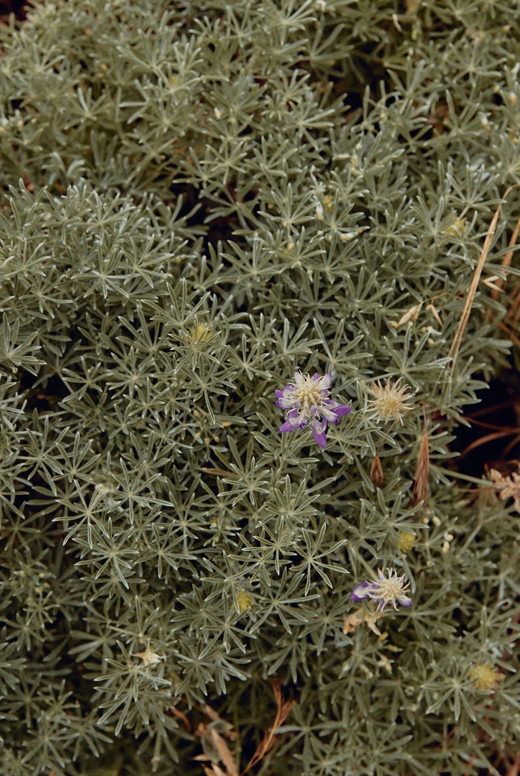 green vegetation with small flowers