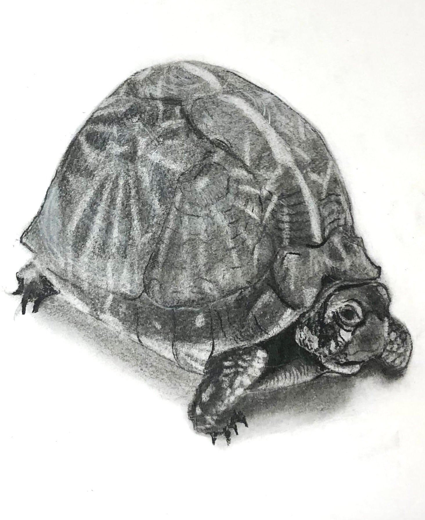 "Tortoise"
Charcoal