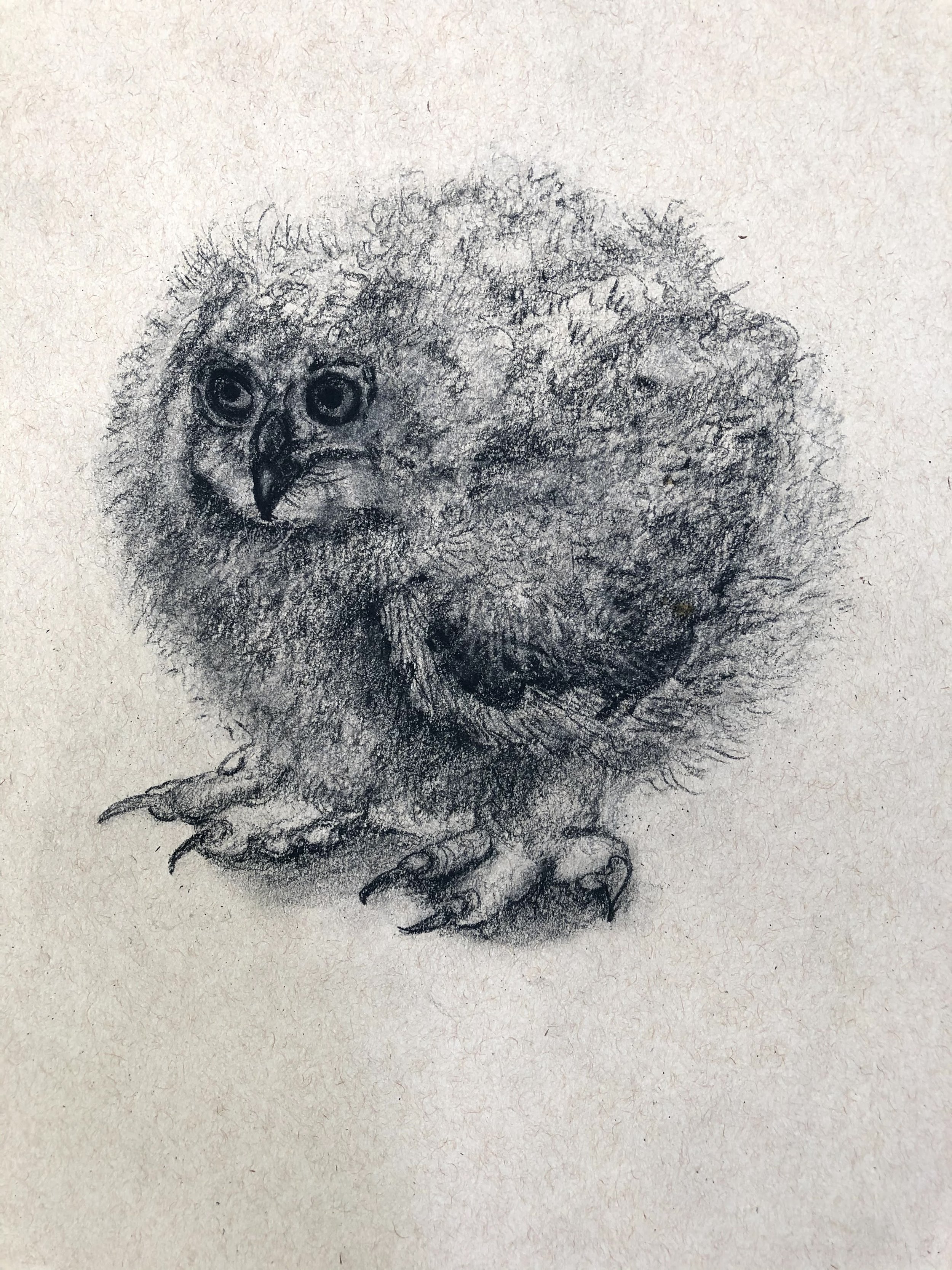 "Owl Fledgling"
Charcoal