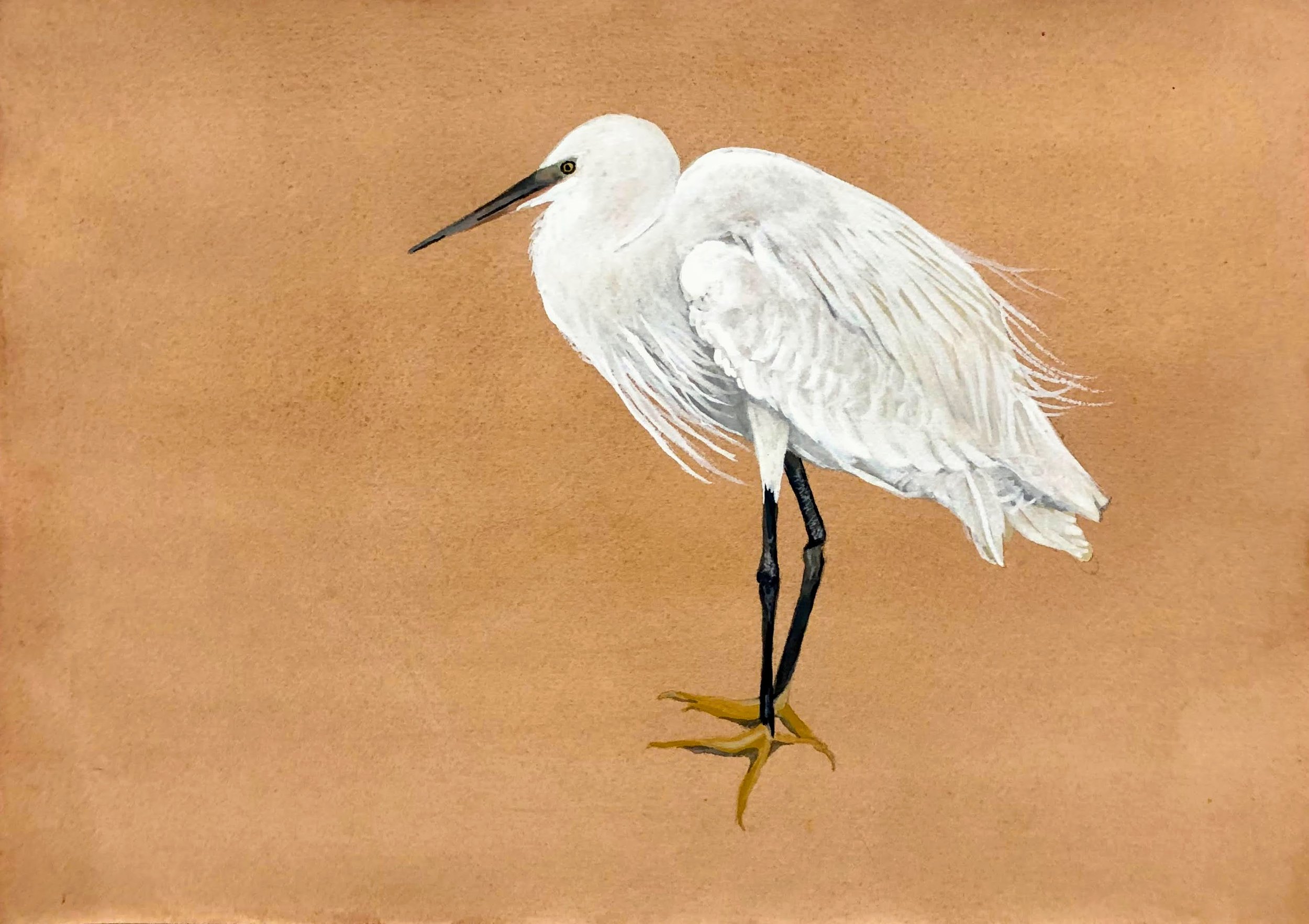 "Snowy Egret"
Poster Color