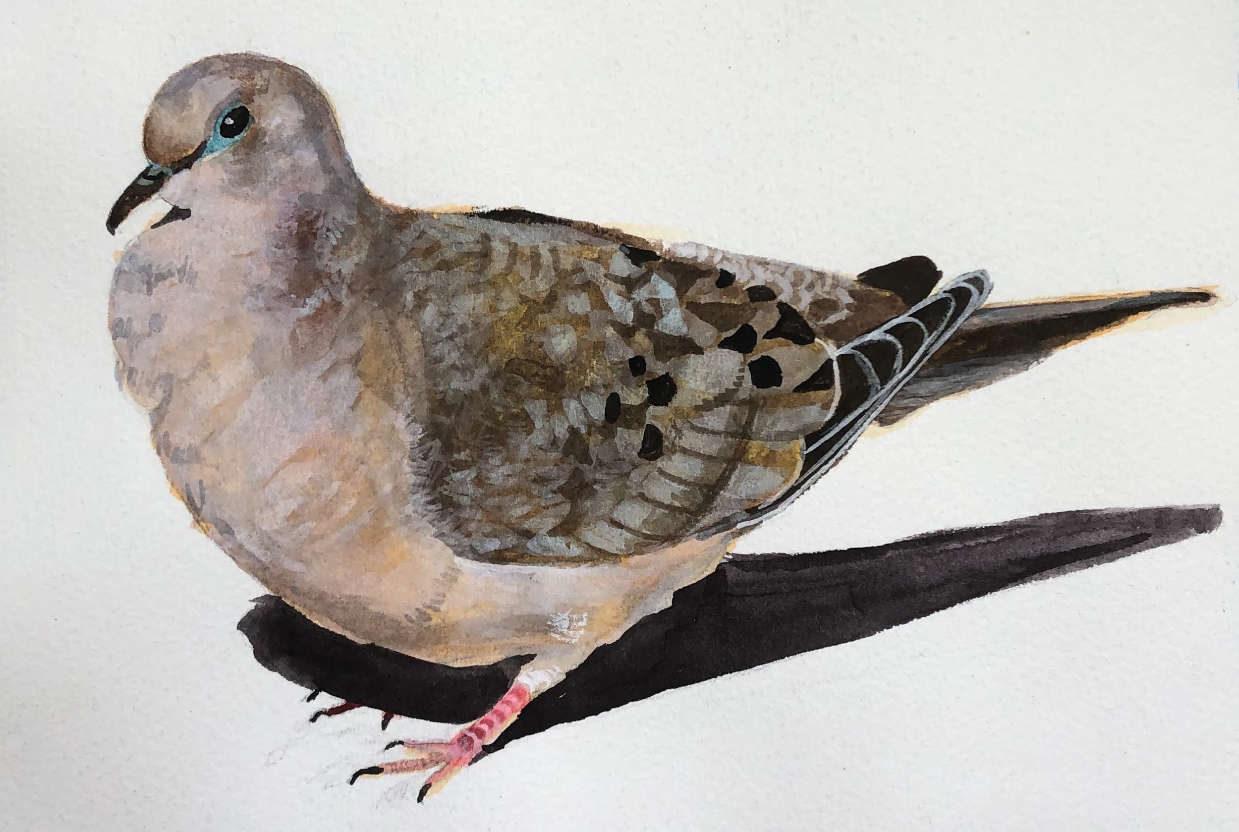 "First Mourning Dove"
Watercolor and gouache