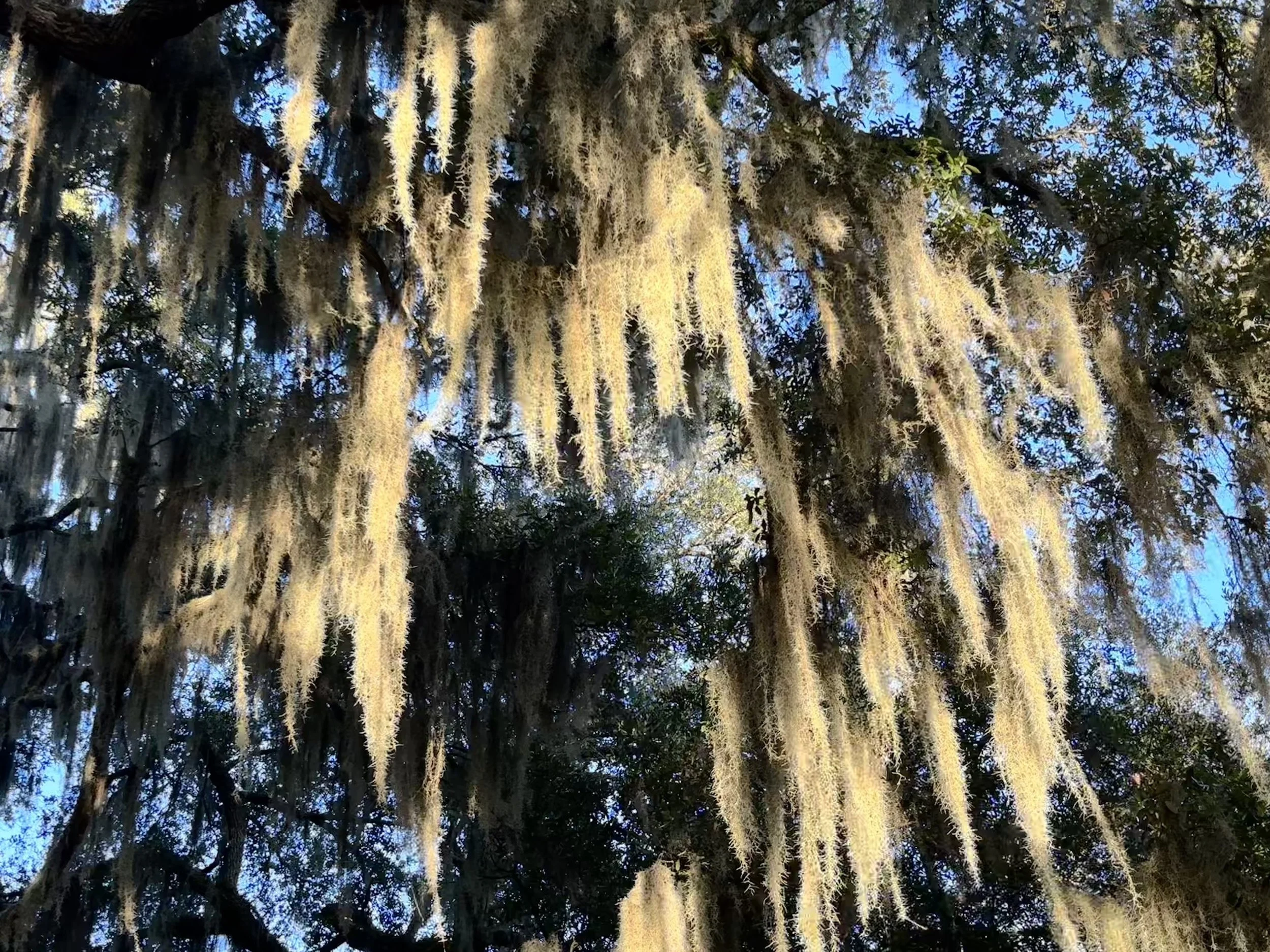 Spanish Moss