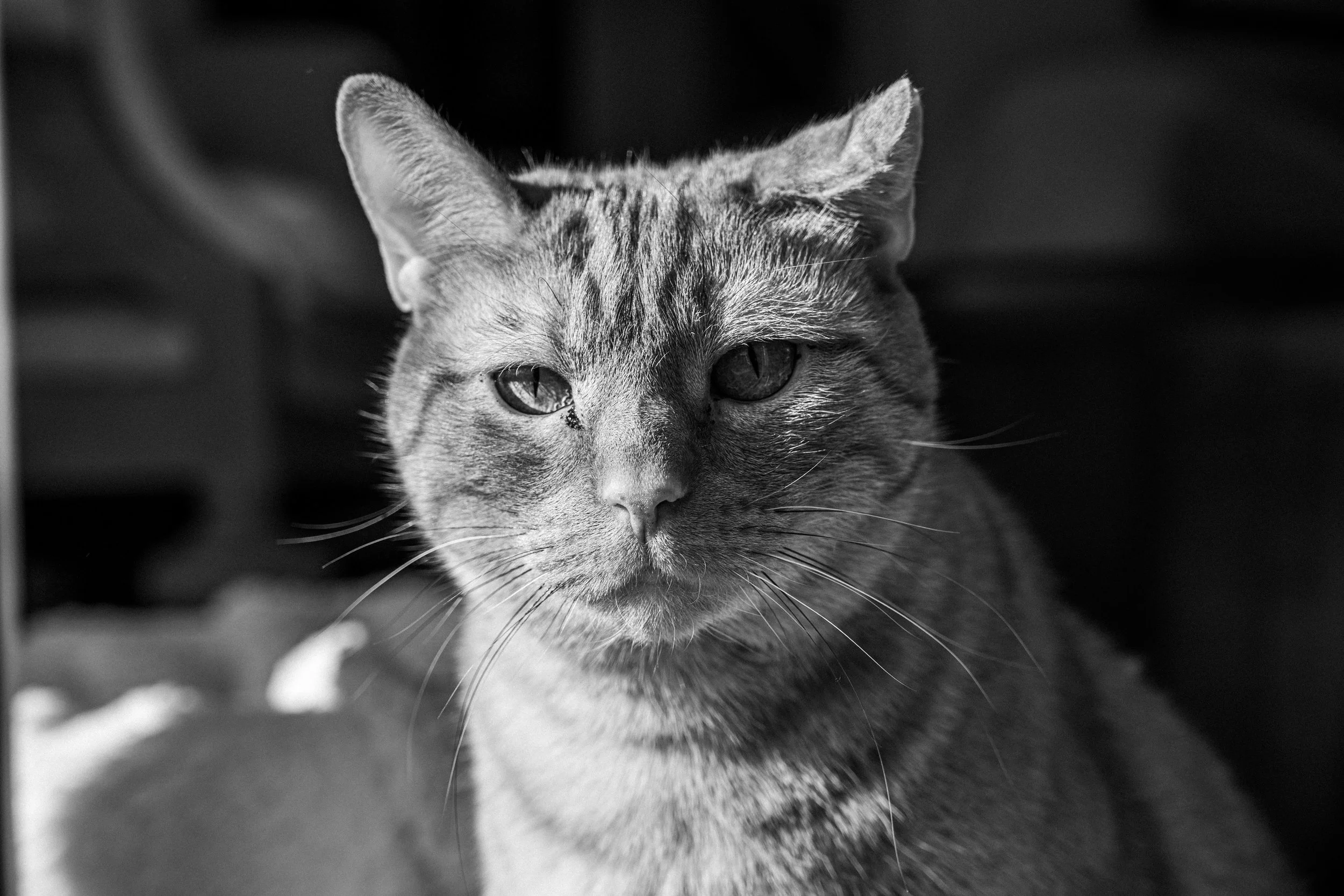 Cats