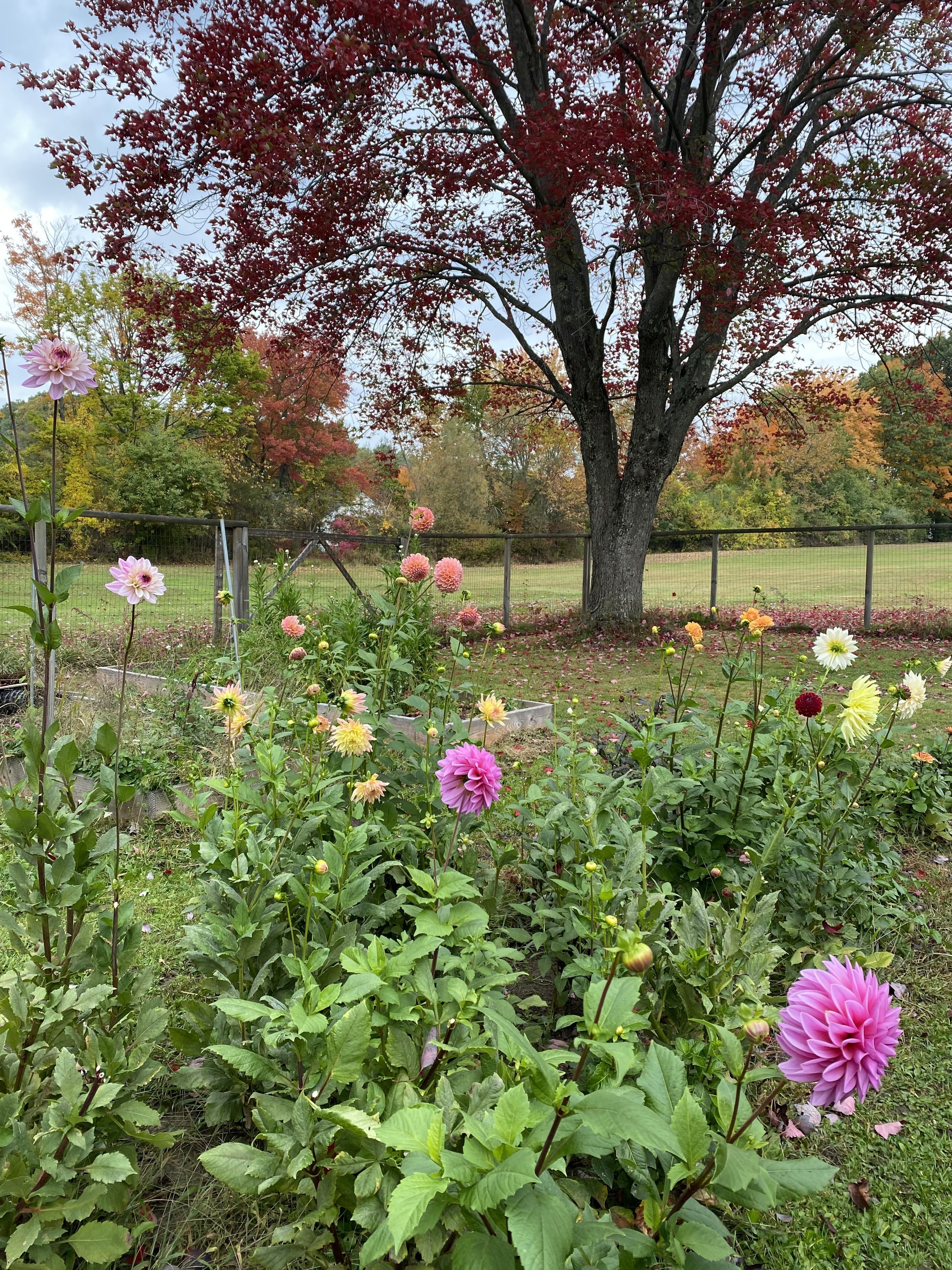 flower+farm.jpeg