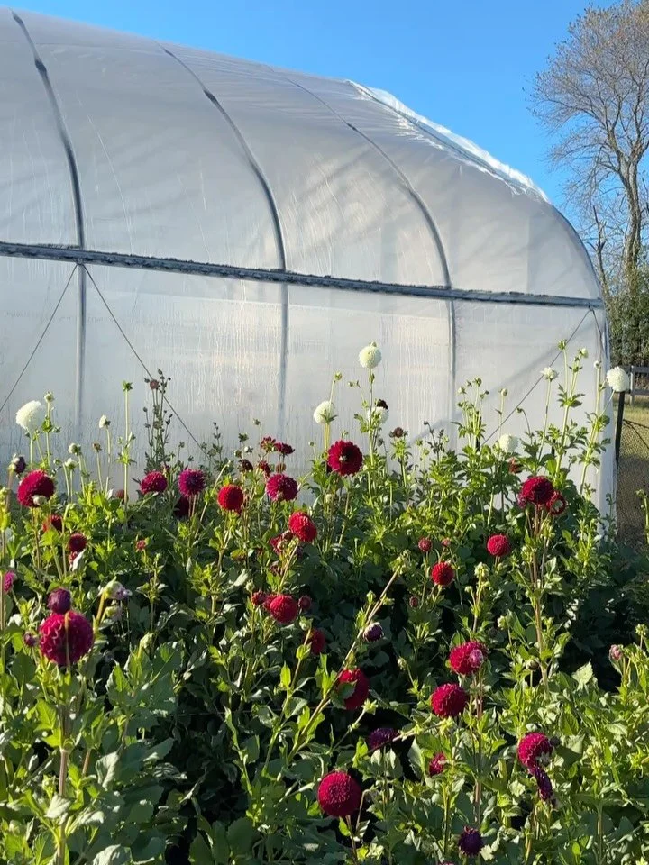 Sometimes it feels silly to talk about flowers while so much chaos is swirling around right? But here&rsquo;s what I know for sure: that beauty can be a tool for hope and for resilience, and that we need it in challenging times more than ever. It sta