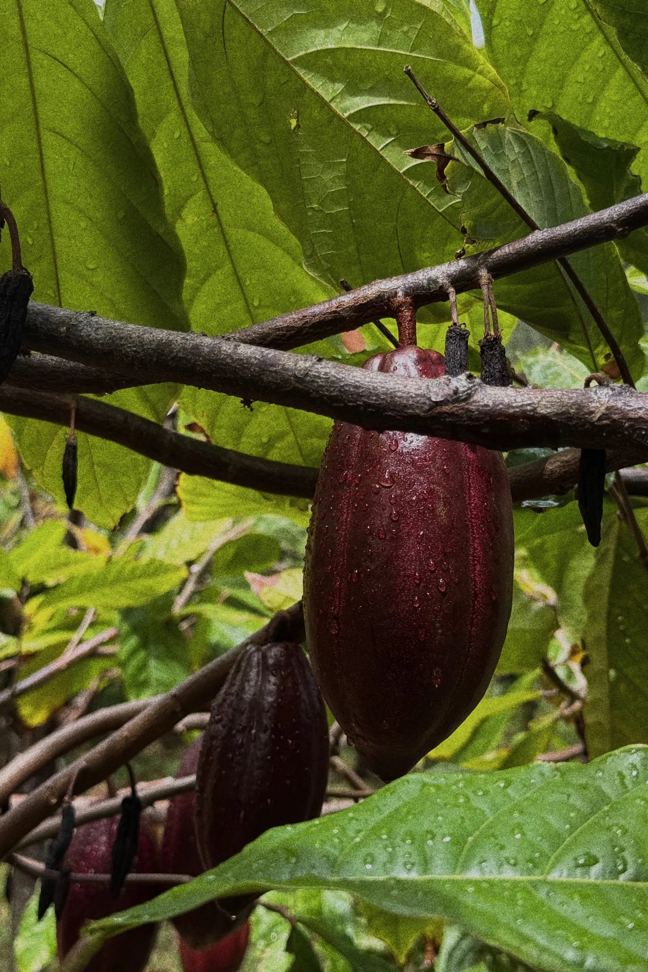Ritual: Cacao as a spiritual guide 