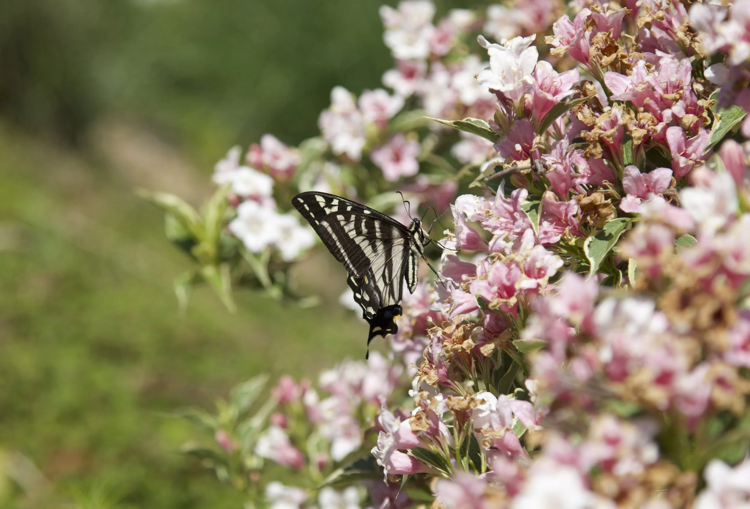 Butterfly!.jpg