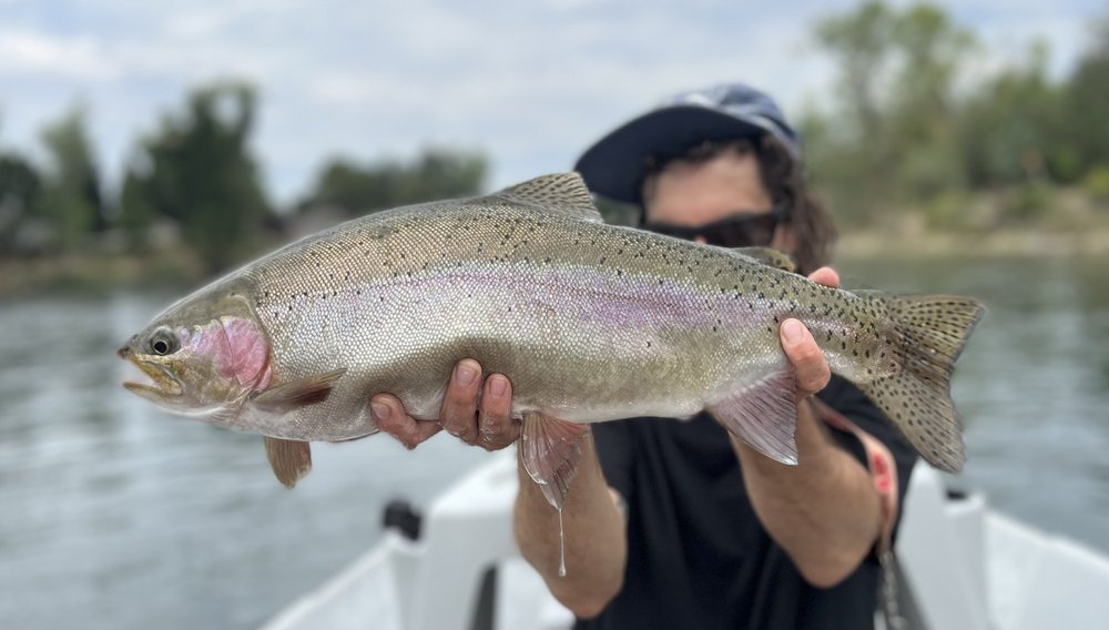 Sacramento River (full day-fly fishing)-image (3).jpeg