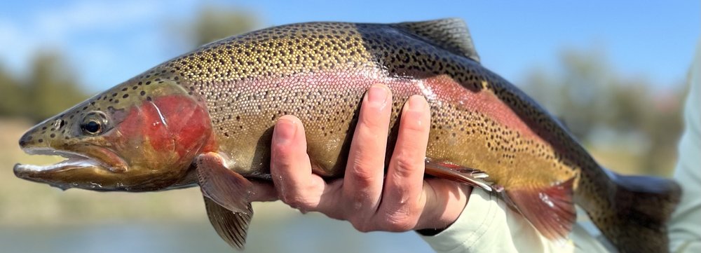 Sacramento River (full day-fly fishing)-image (6).jpeg