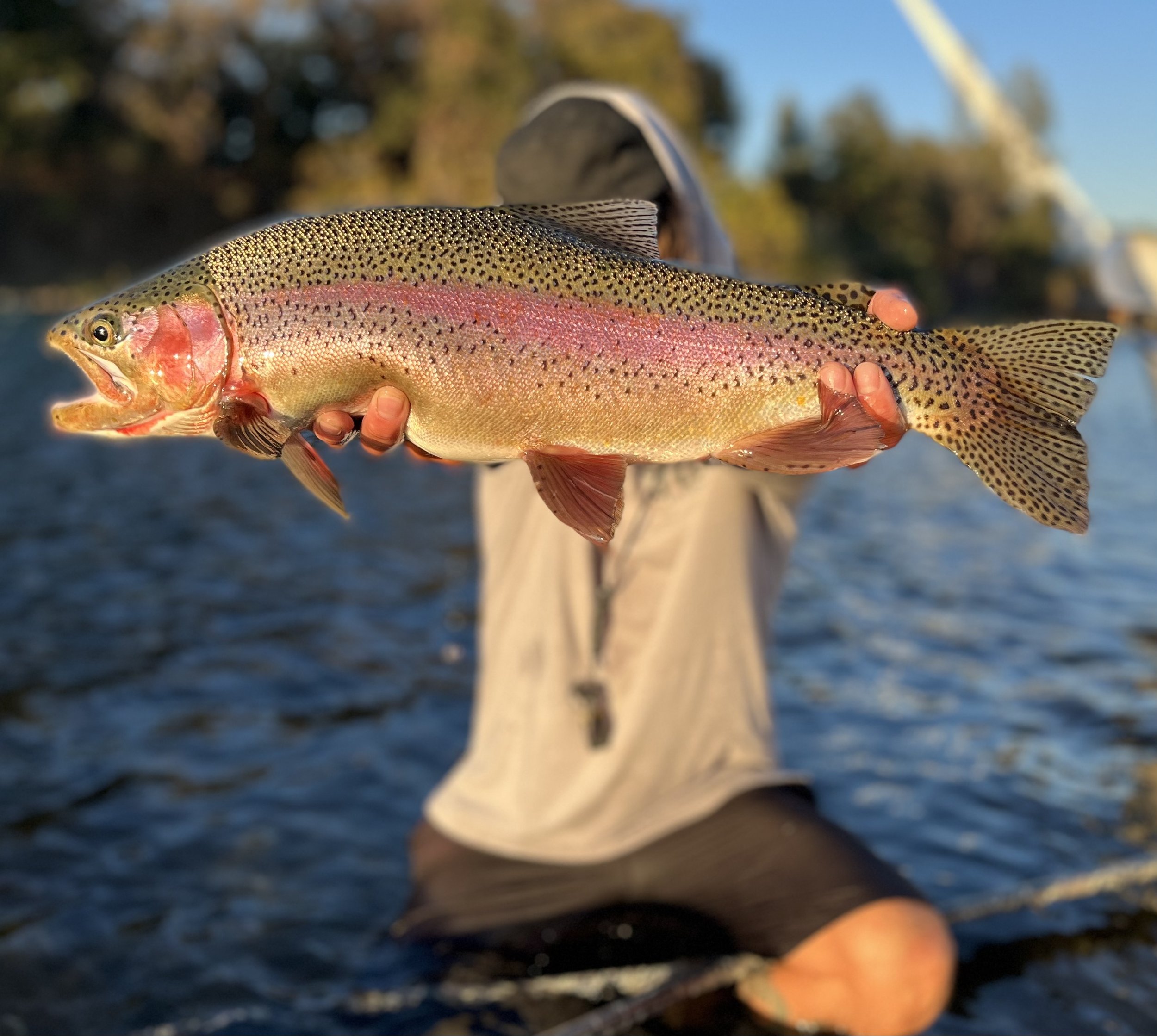 Sacramento River (full day-fly fishing)-image.jpeg